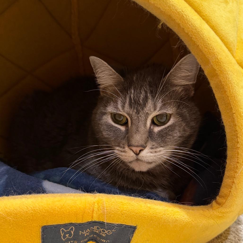 Enlarge Lunar Eclipse, a Adoptable Domestic Short Hair in Jacksonville, FL image 2/2