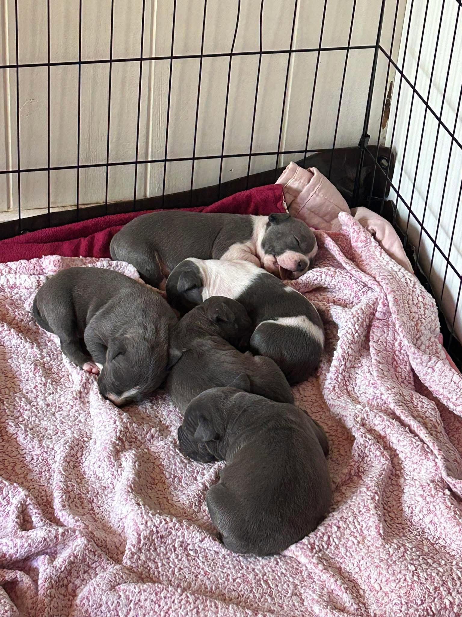 Ocean's Coastal Crew - Cove, Adopted, Puppy Male American Staffordshire Terrier.