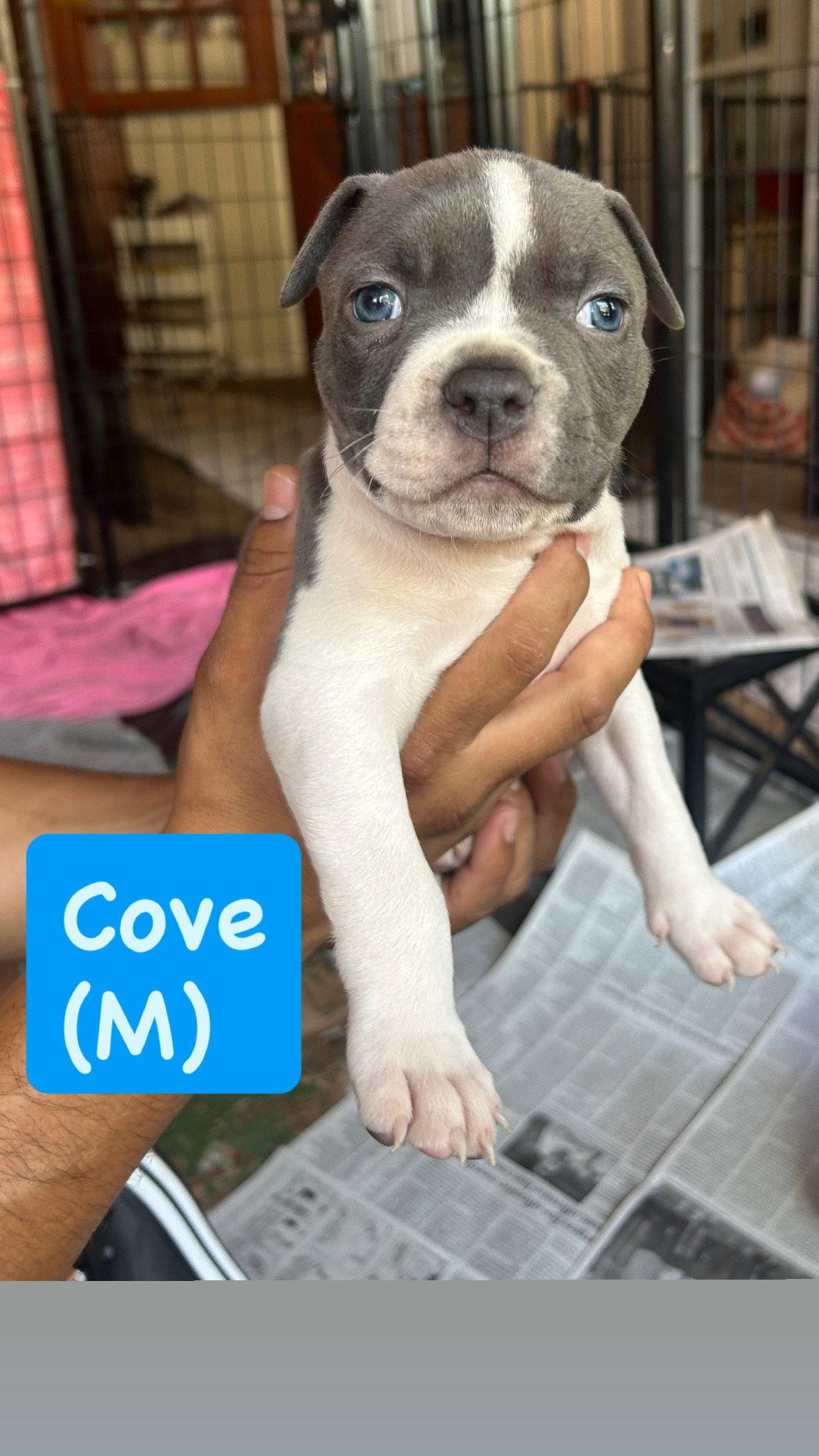 Ocean's Coastal Crew - Cove, a Adopted American Staffordshire Terrier in San Diego, CA image 2/3