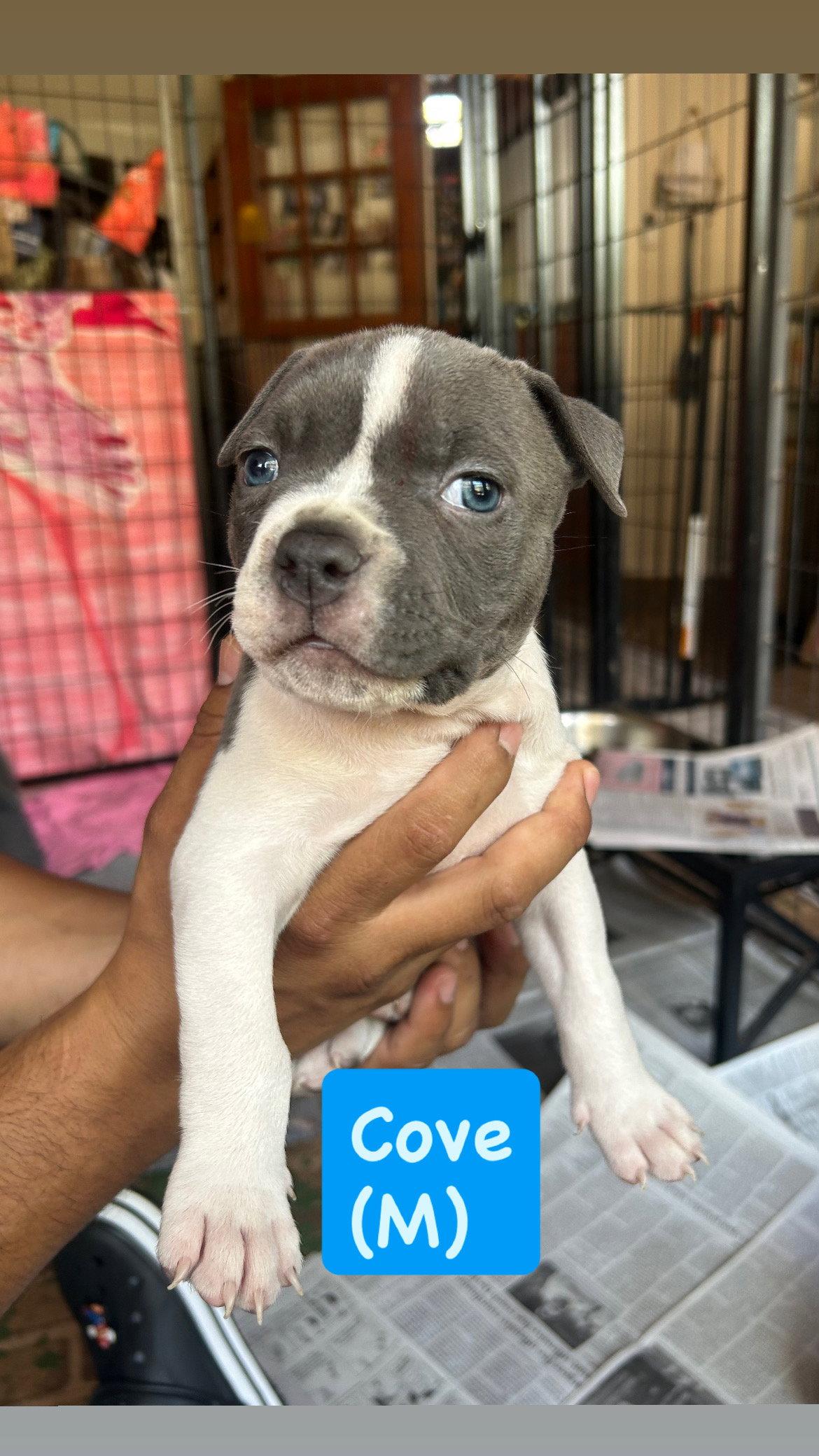Ocean's Coastal Crew - Cove, a Adopted American Staffordshire Terrier in San Diego, CA image 3/3