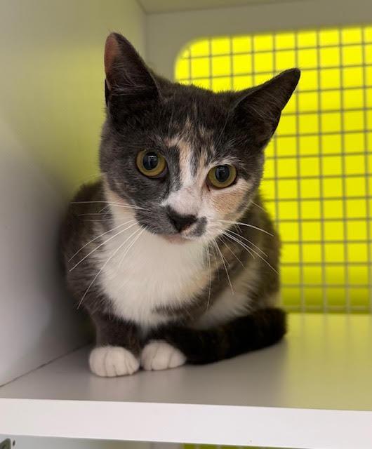 Enlarge Popsicle, a Adoptable mixed breed in Fort Myers, FL image 1/1