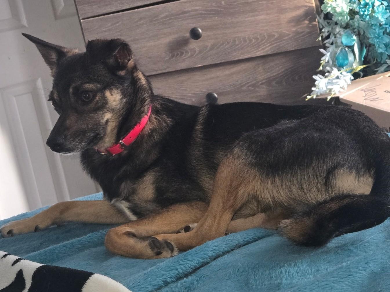 Enlarge Poppy, an adopted mixed breed in Sterling, CO image 2/3