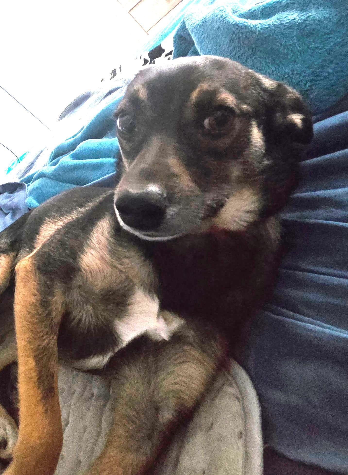 Enlarge Poppy, an adopted mixed breed in Sterling, CO image 3/3