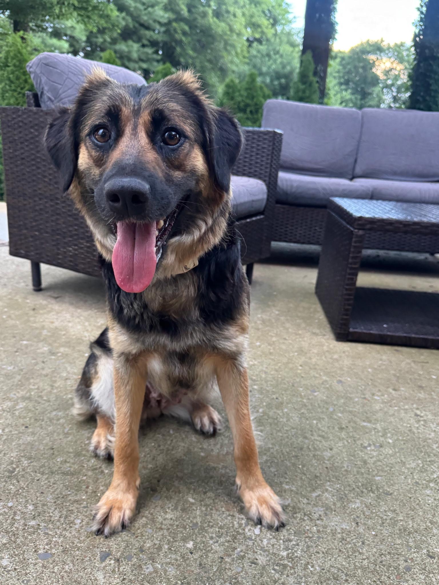 Bonnie, a ADOPTABLE mixed breed in Spring hill, TN image 4/5