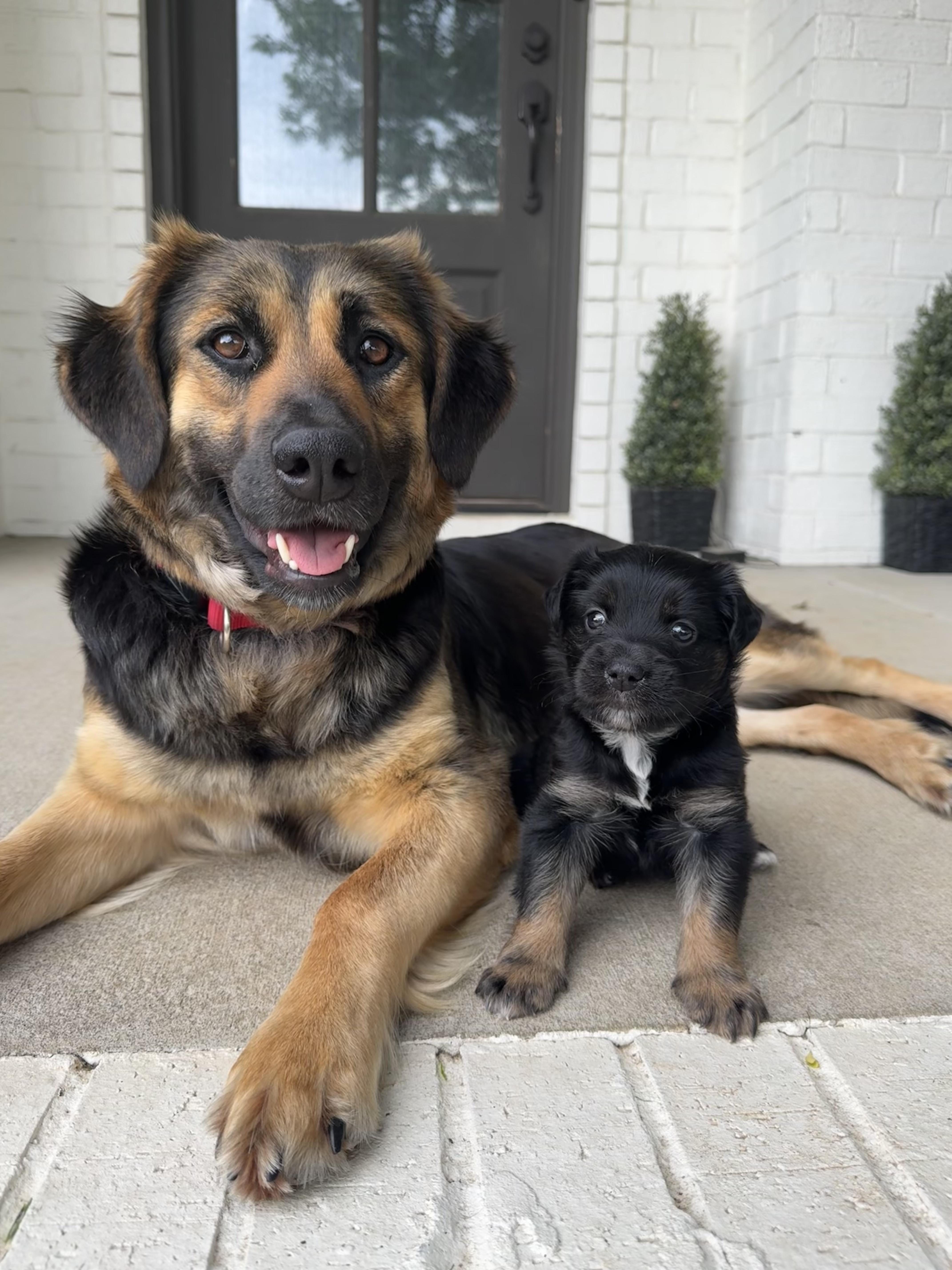Bonnie, ADOPTABLE, Adult Female Golden Retriever & German Shepherd Dog.
