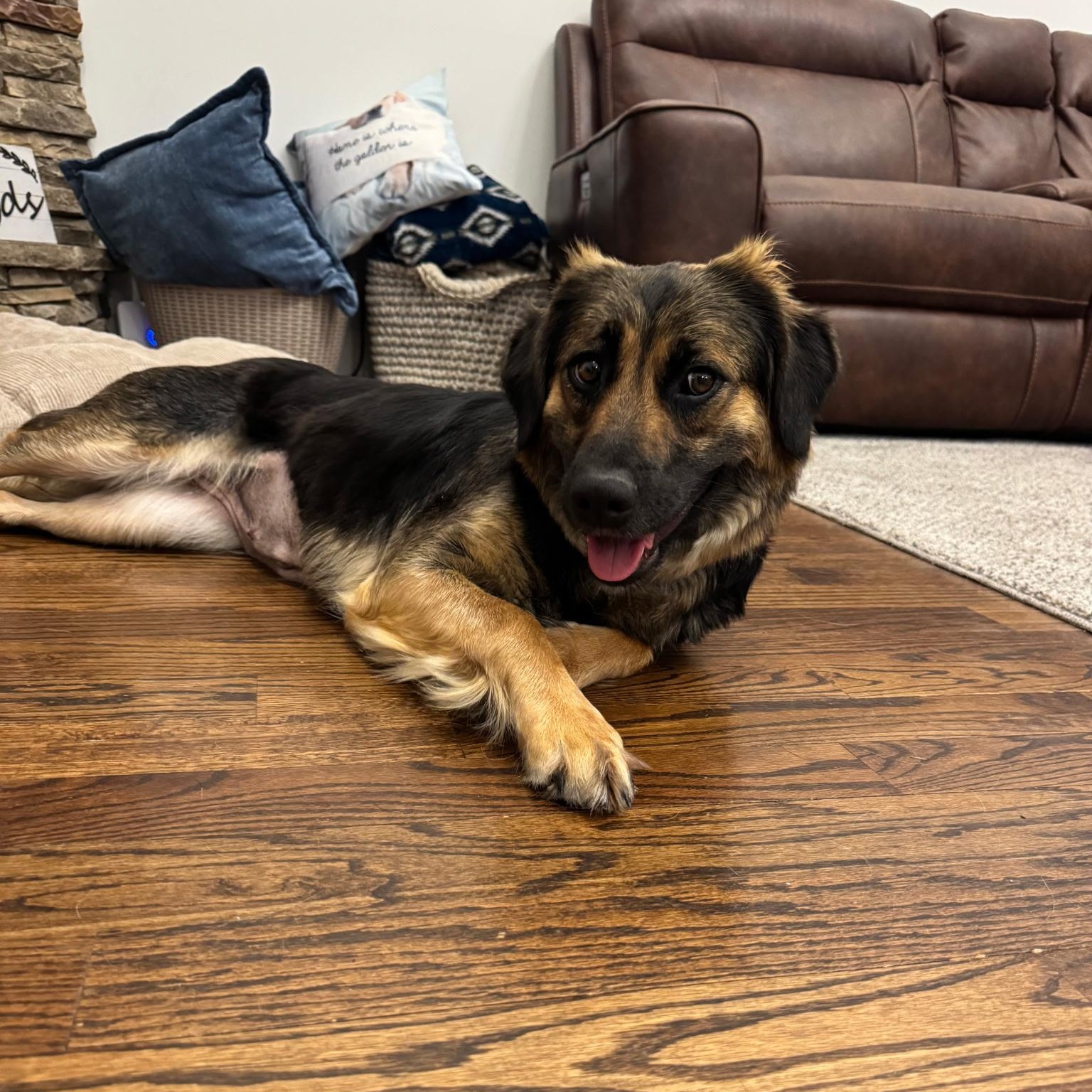 Bonnie, a ADOPTABLE mixed breed in Spring hill, TN image 5/5
