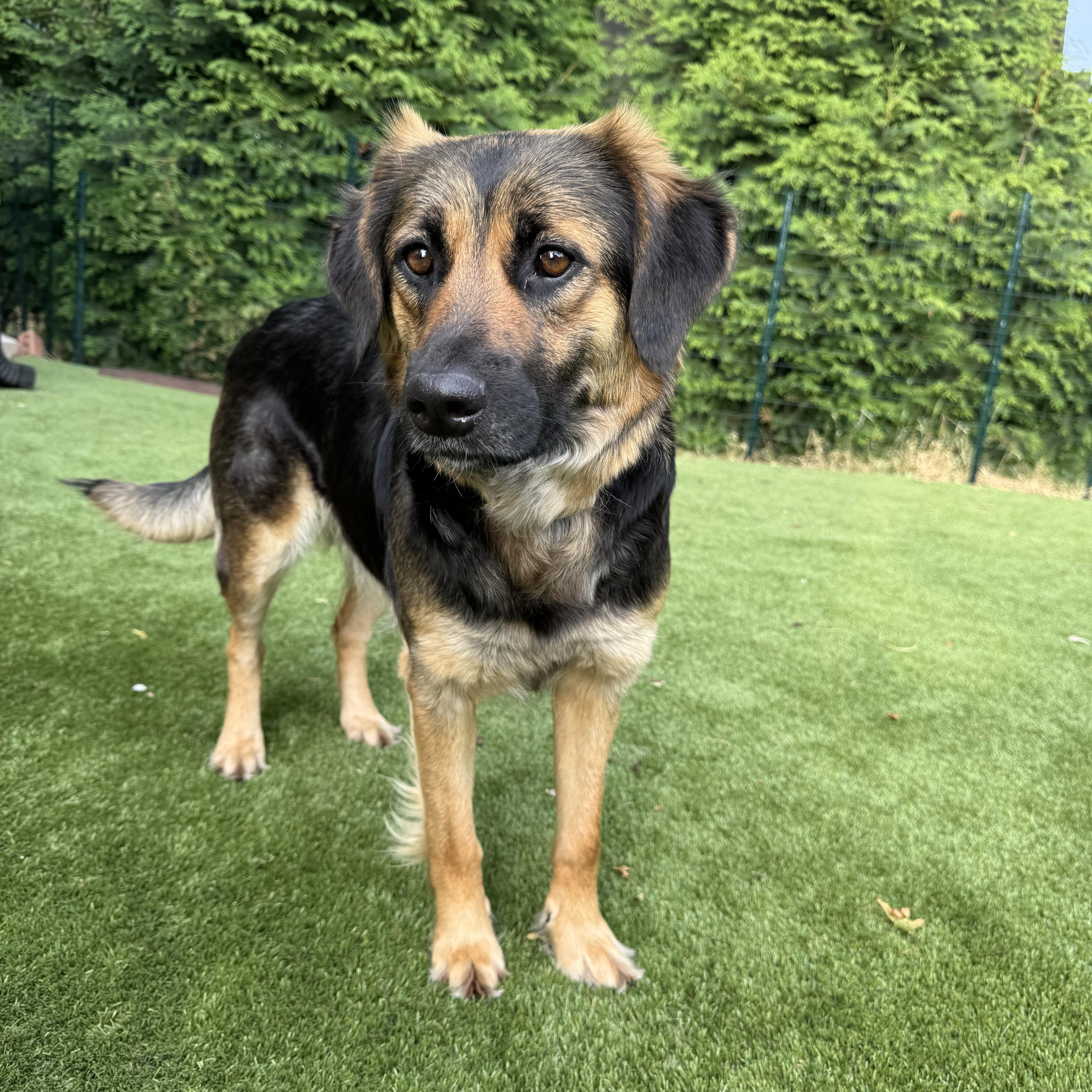 Bonnie, ADOPTABLE, Adult Female Golden Retriever & German Shepherd Dog.