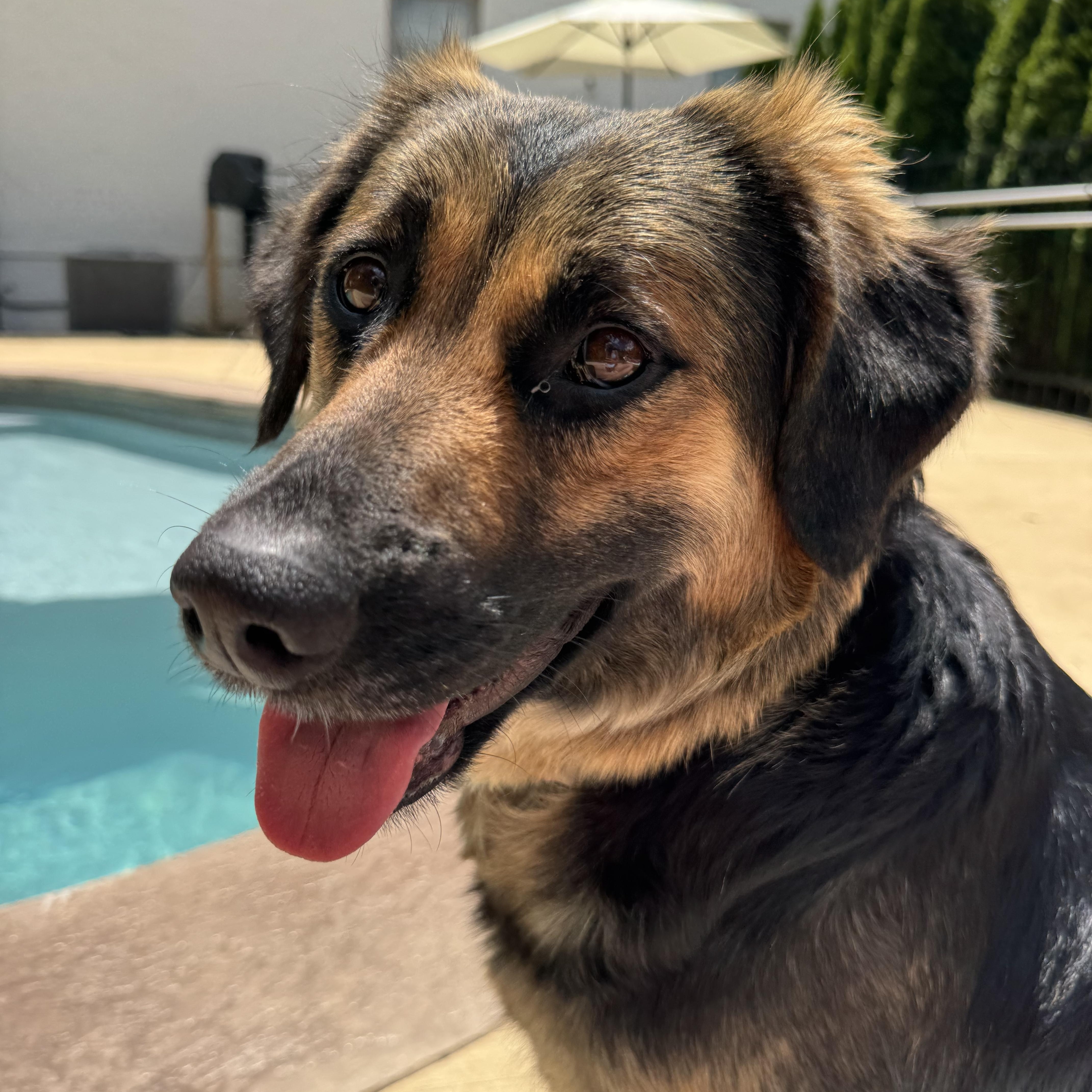 Bonnie, a ADOPTABLE mixed breed in Spring hill, TN image 3/5