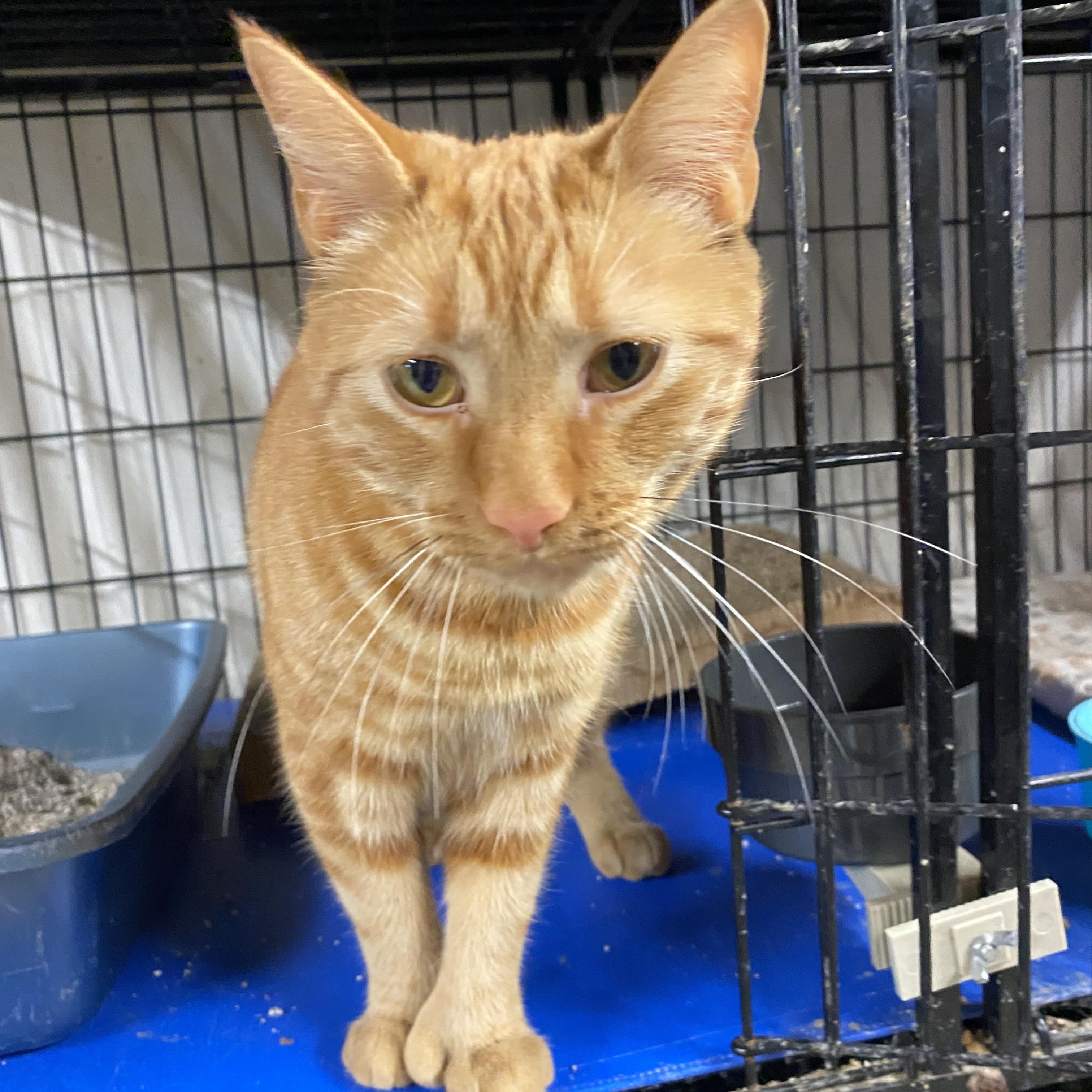 LuLu, an adoptable Extra-Toes Cat / Hemingway Polydactyl in Salem, NH image 5/5