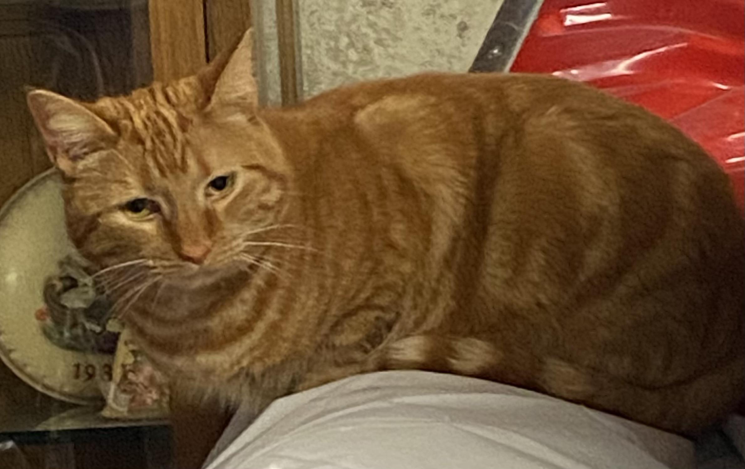 Enlarge LuLu, a ADOPTABLE Extra-Toes Cat / Hemingway Polydactyl in Salem, NH image 3/3