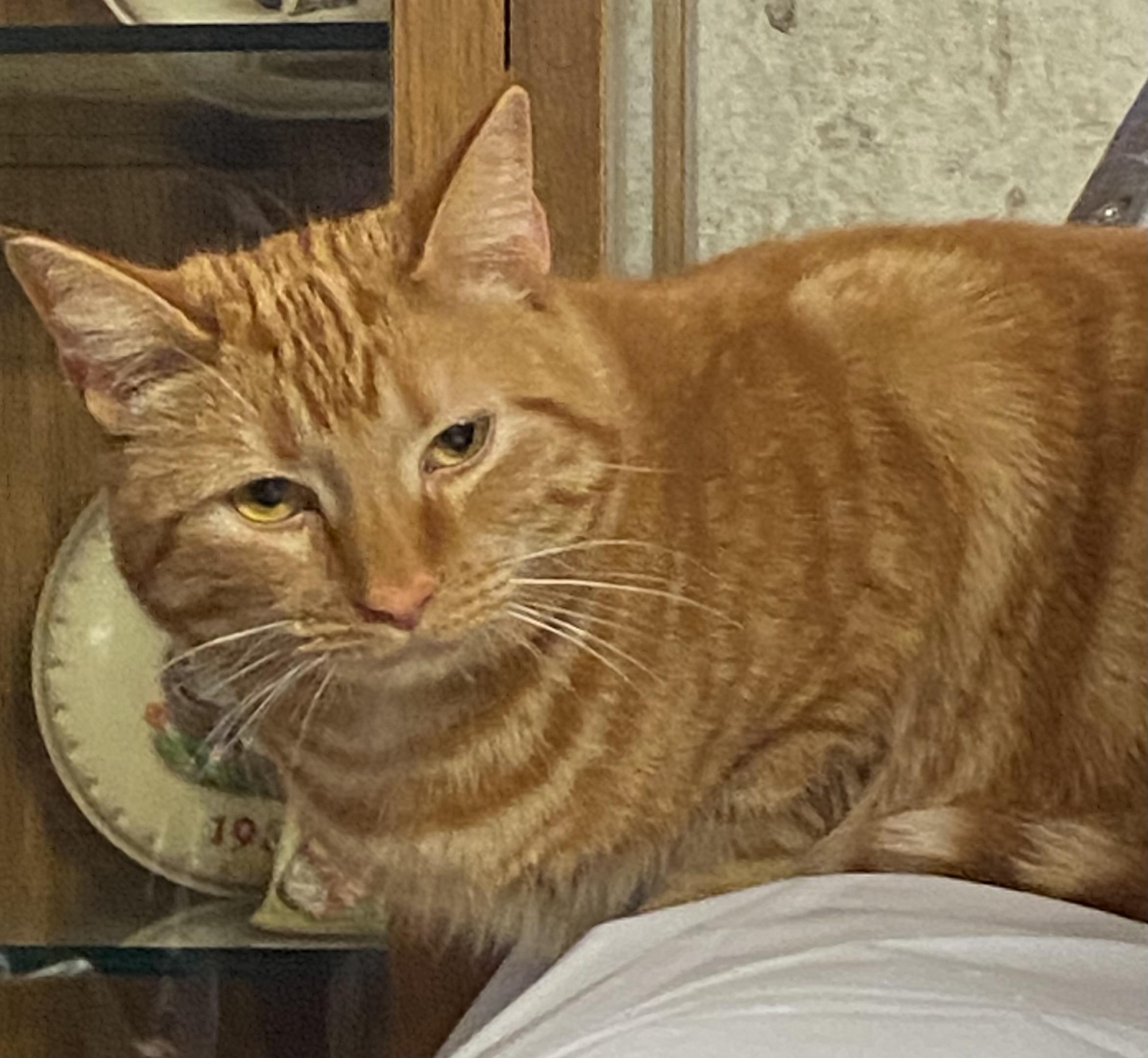 LuLu, ADOPTABLE, Adult Female Extra-Toes Cat / Hemingway Polydactyl.