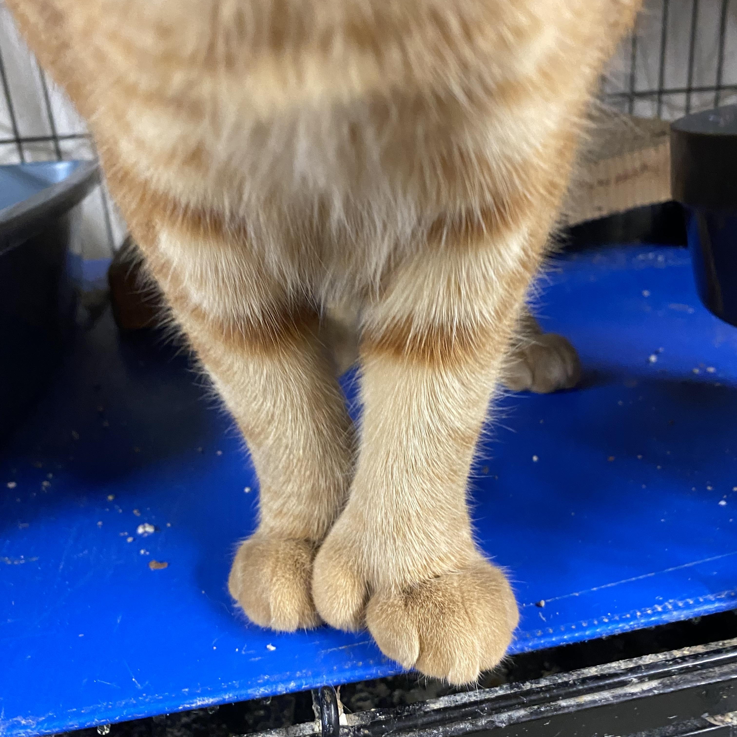 LuLu, an adoptable Extra-Toes Cat / Hemingway Polydactyl in Salem, NH image 4/5