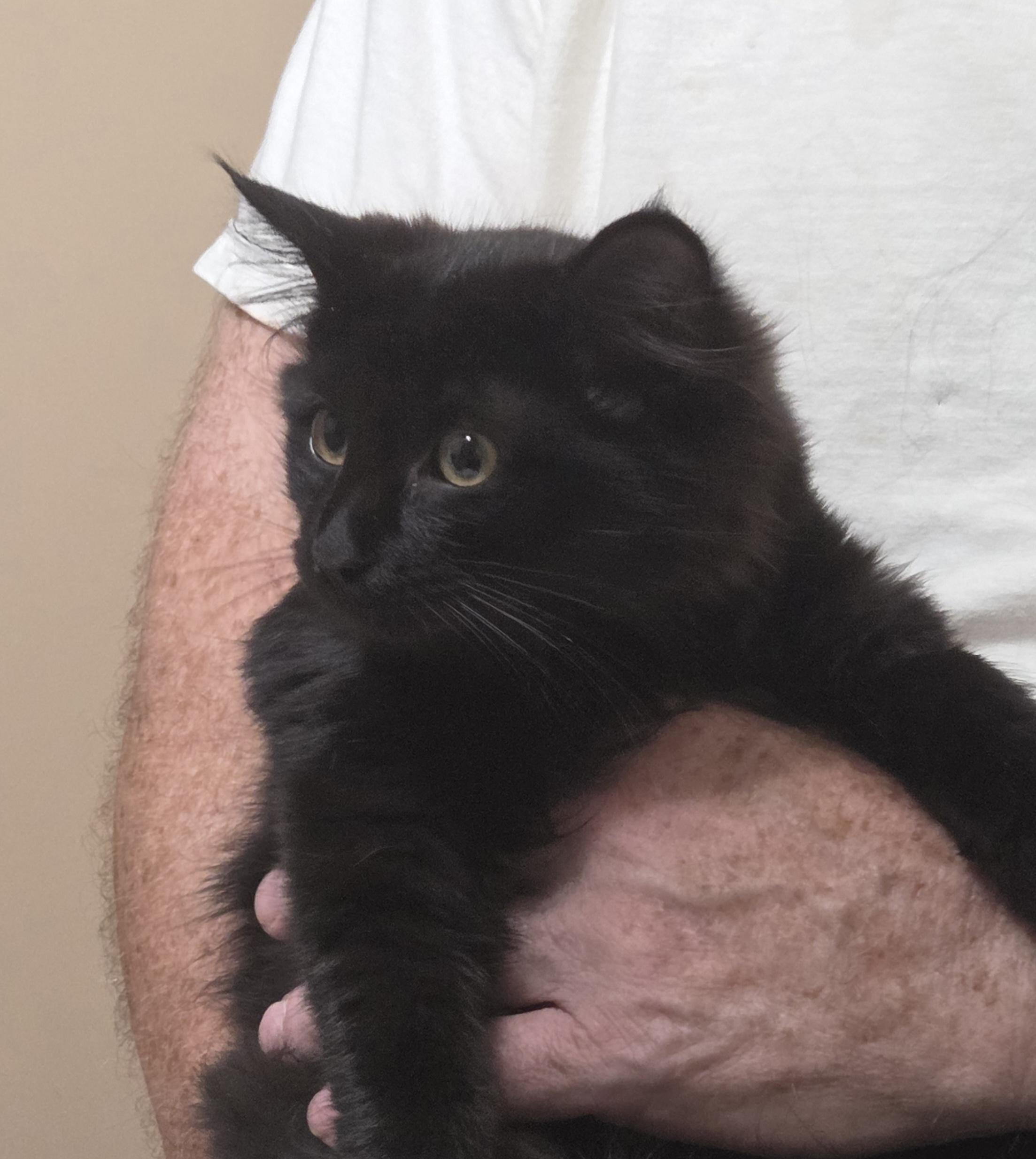 Enlarge RAVEN, a Adoptable mixed breed in Harrison, MI image 3/5