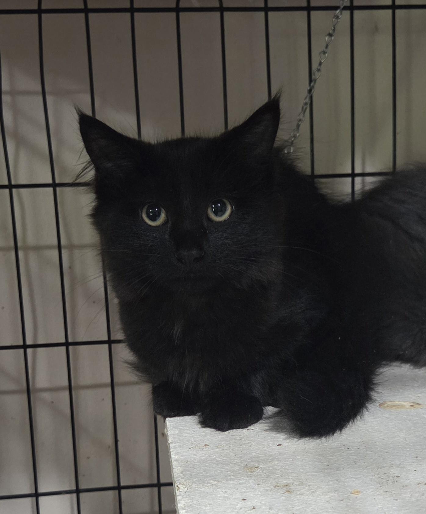 Enlarge RAVEN, a Adoptable mixed breed in Harrison, MI image 5/5