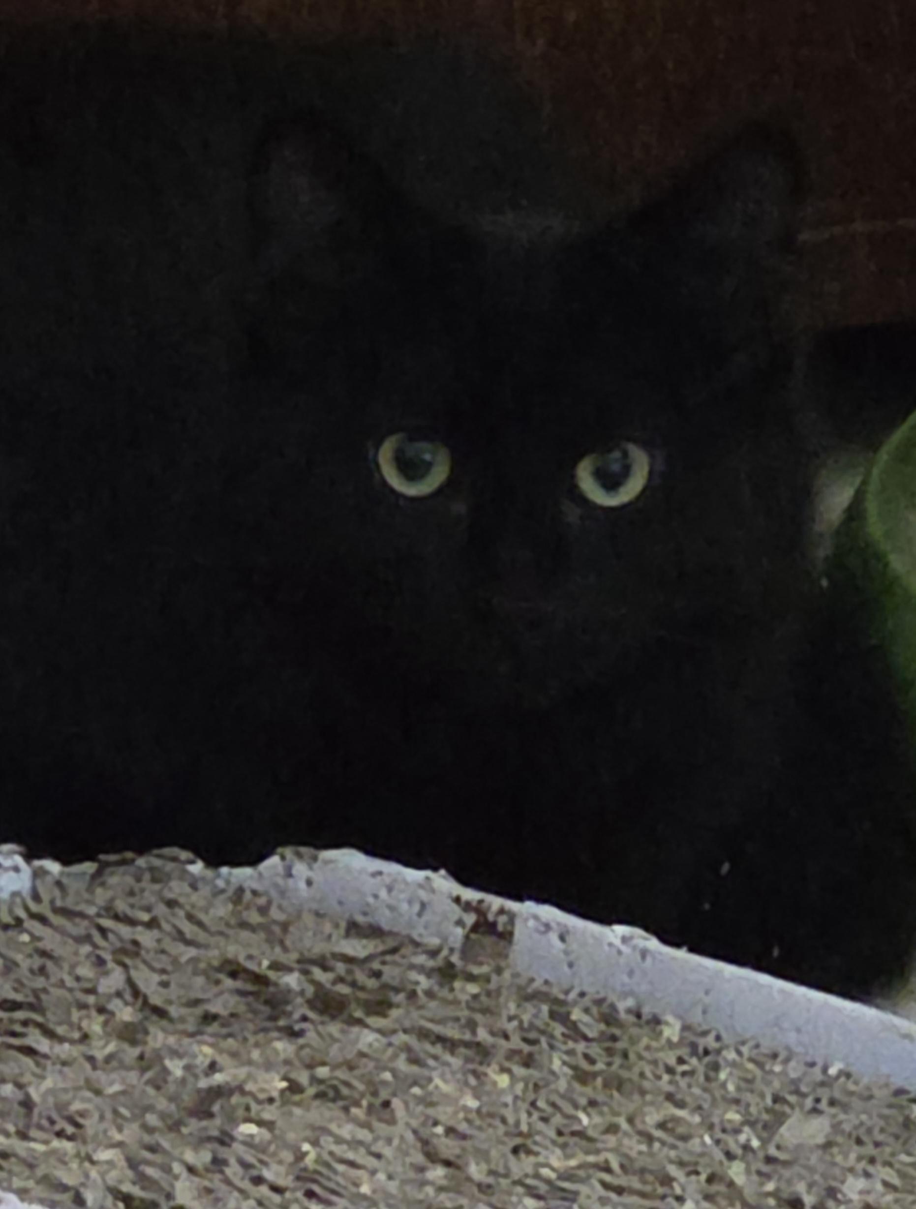RAVEN, Adoptable, Young Female Domestic Long Hair & Maine Coon.