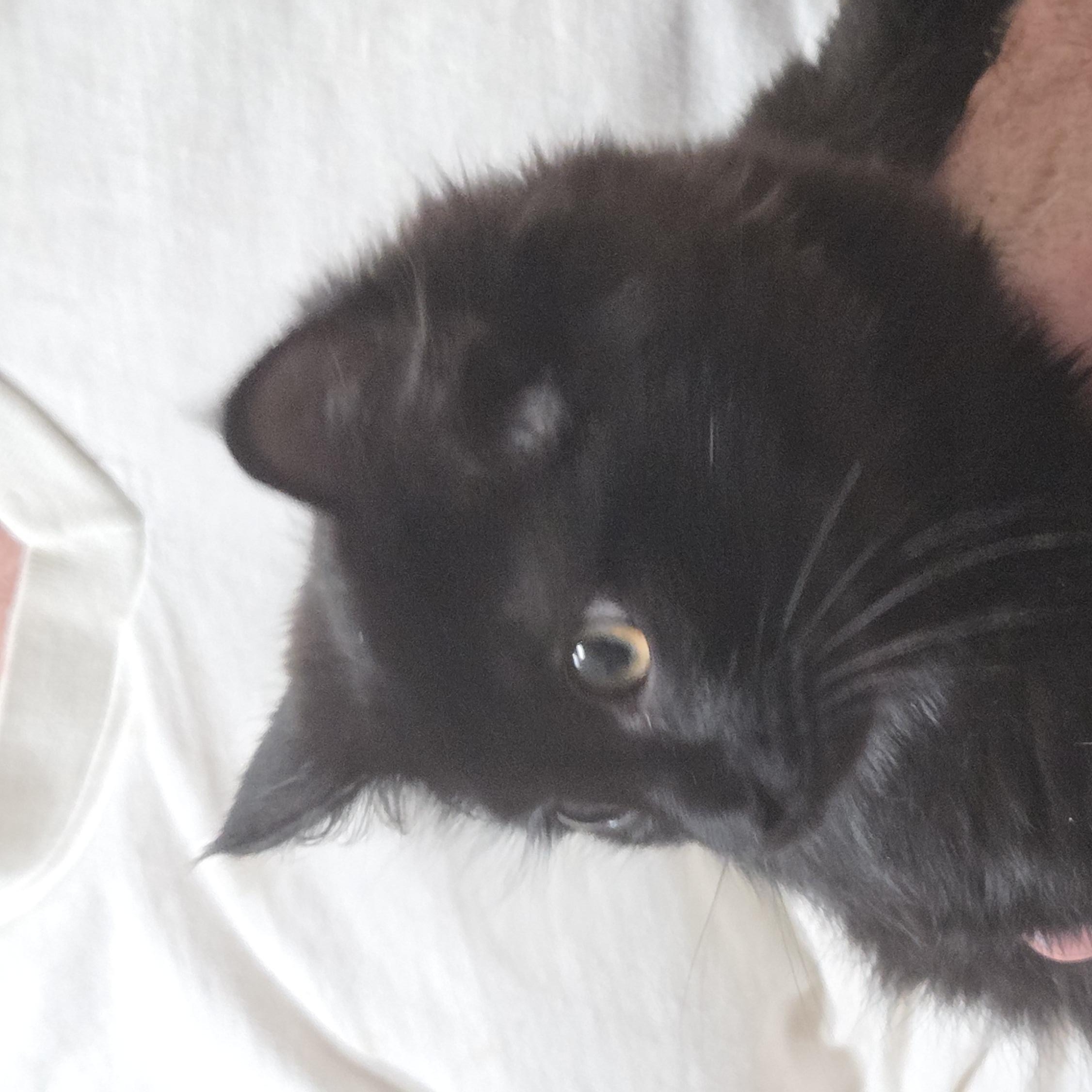 Enlarge RAVEN, a Adoptable mixed breed in Harrison, MI image 4/5