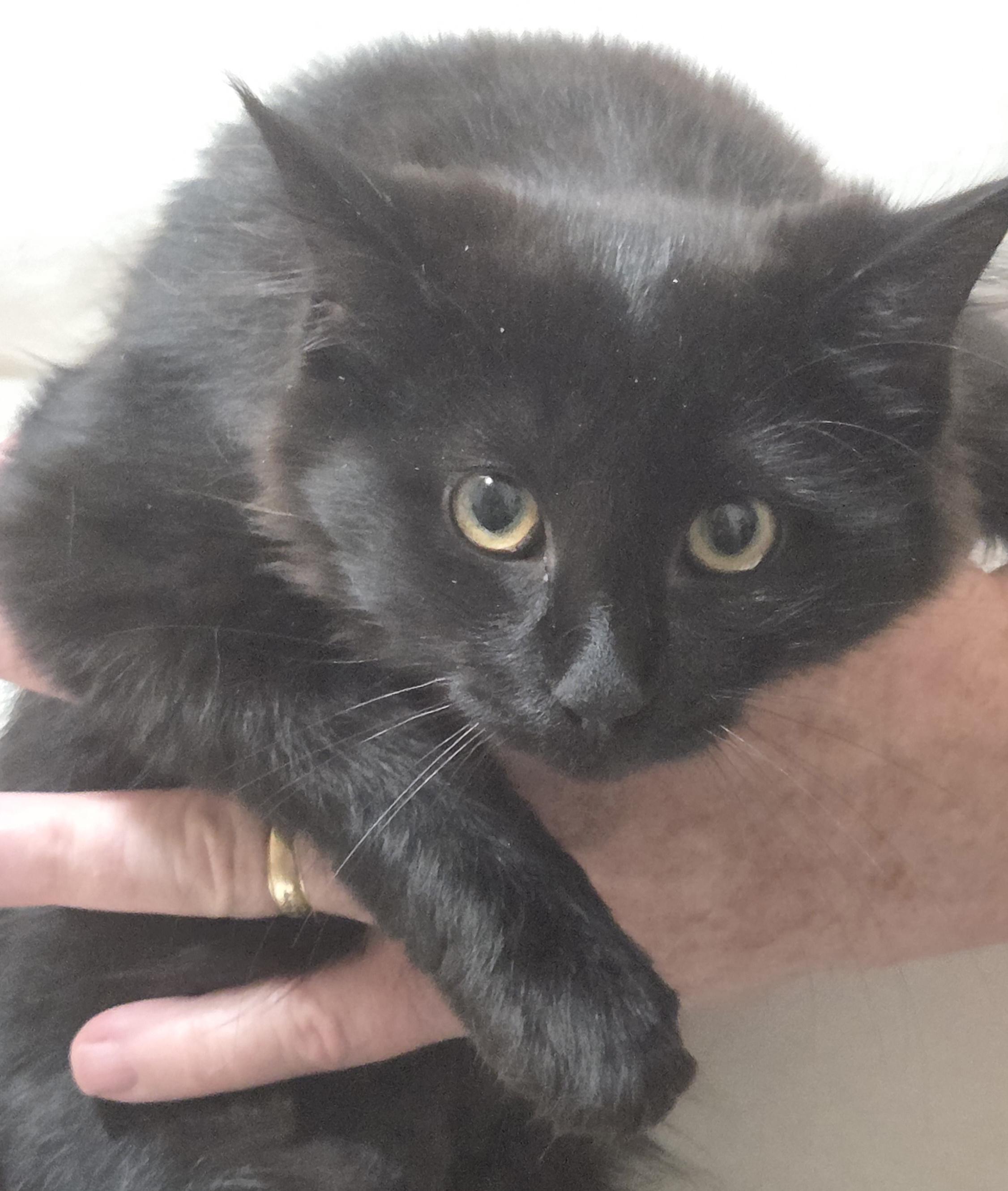 Enlarge RAVEN, a Adoptable mixed breed in Harrison, MI image 2/5