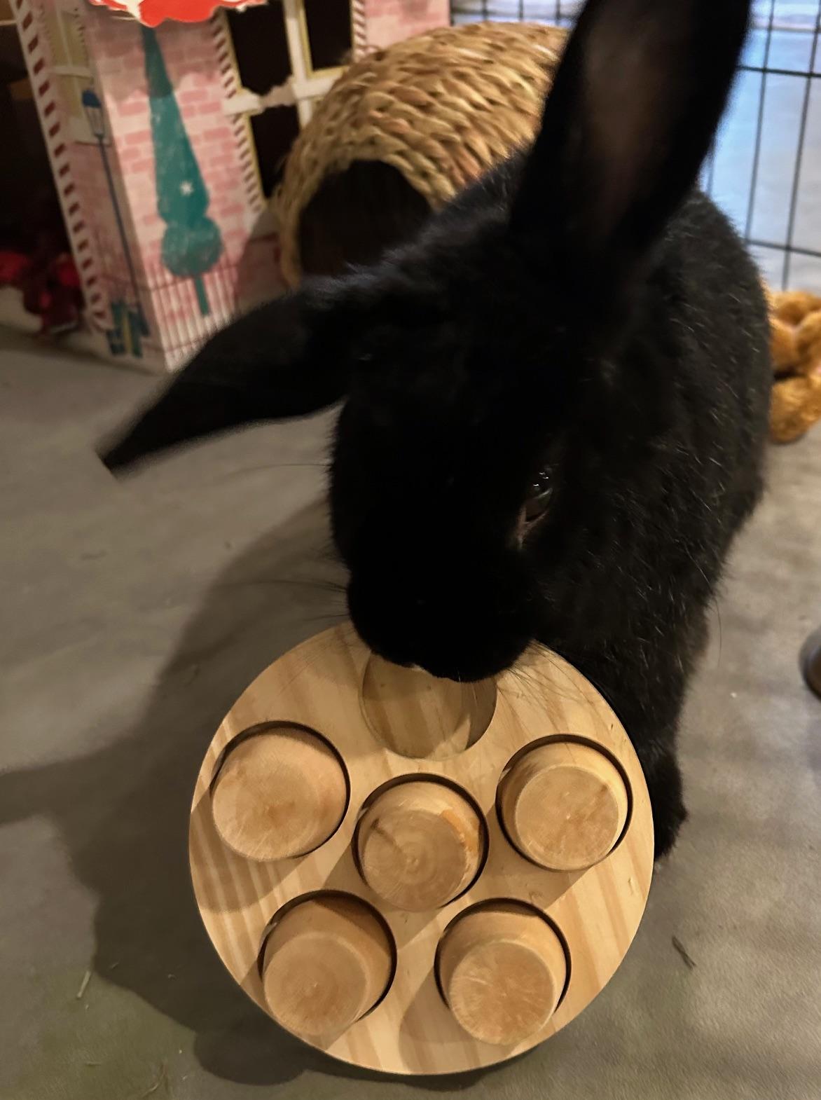 Enlarge Pepper, a Adoptable mixed breed in Edina, MN image 3/3