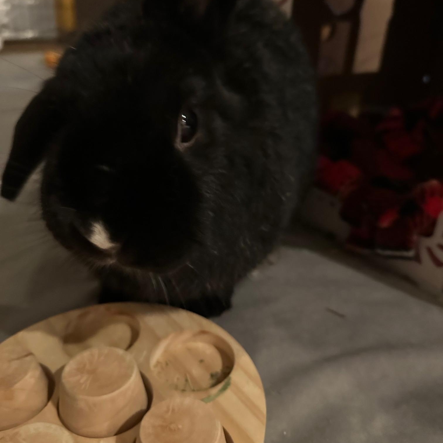 Pepper, Adoptable, Adult Female Lop Eared.
