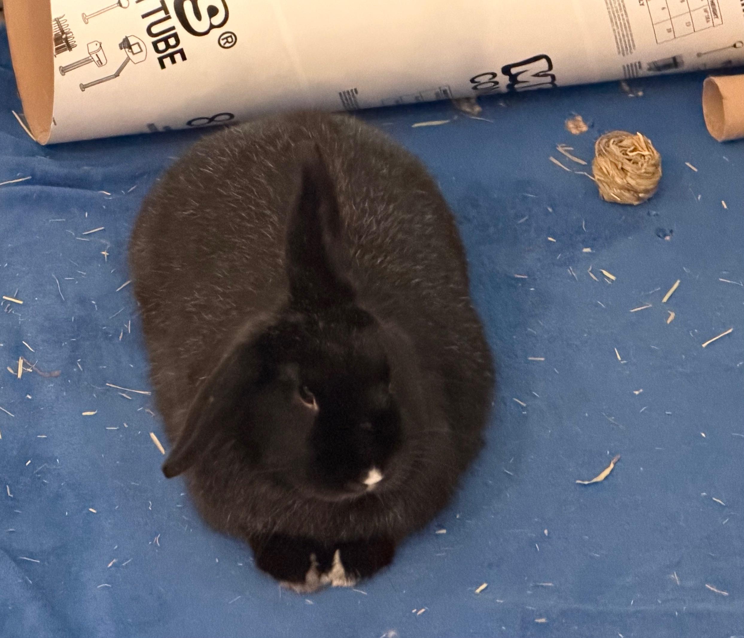 Enlarge Pepper, a Adoptable mixed breed in Edina, MN image 2/3