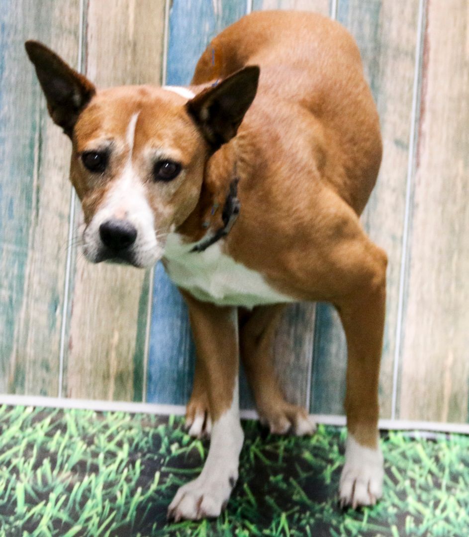 Enlarge Lola, a Adoptable mixed breed in Casa Grande, AZ image 1/6