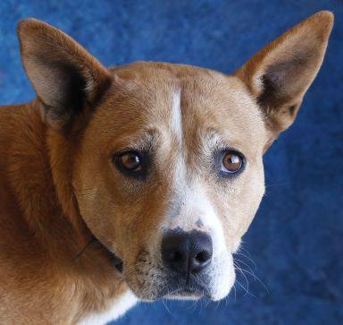 Enlarge Lola, a Adoptable mixed breed in Casa Grande, AZ image 2/6