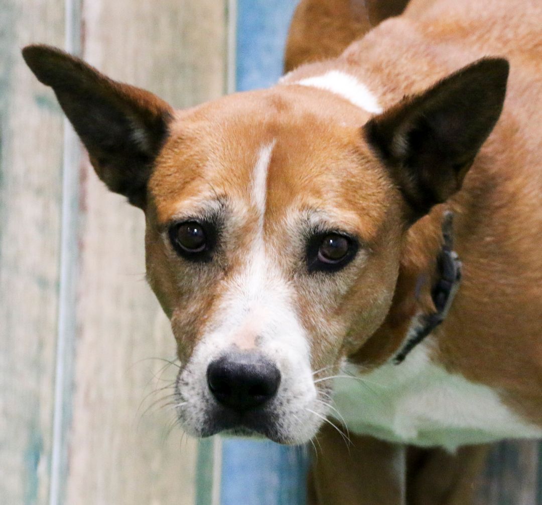 Enlarge Lola, a Adoptable mixed breed in Casa Grande, AZ image 3/6