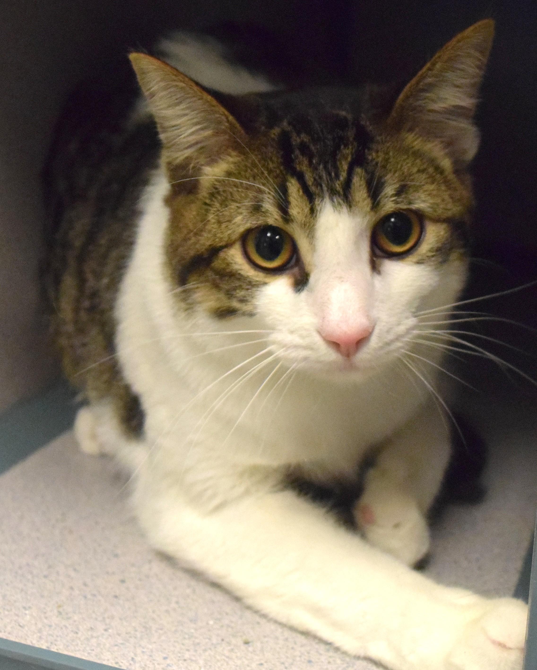 22537, Adopted, Adult Male Domestic Short Hair.