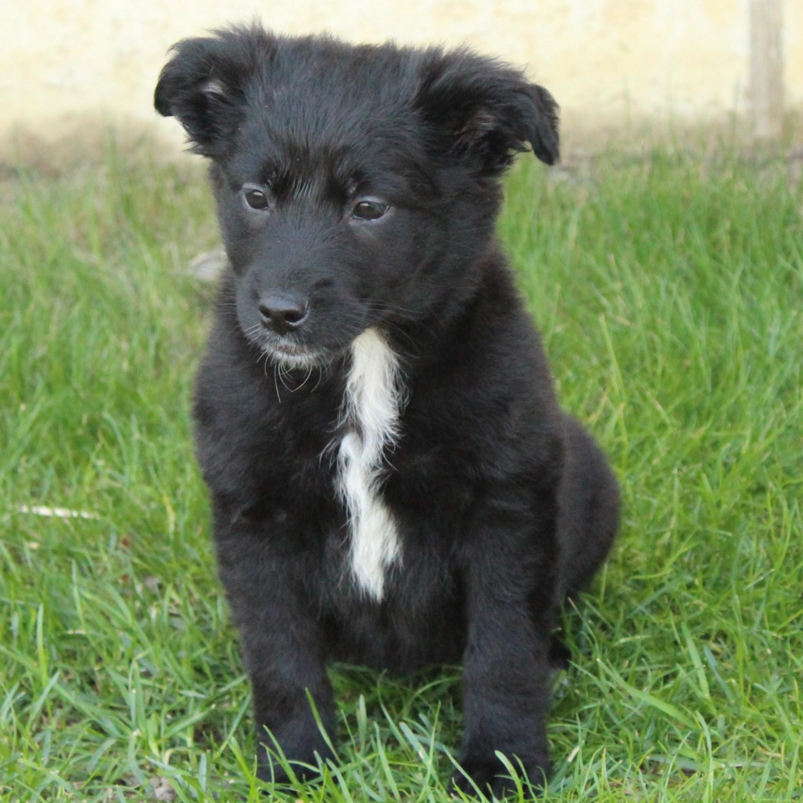 Enlarge Whisper, an adopted mixed breed in Eaton, OH image 2/5