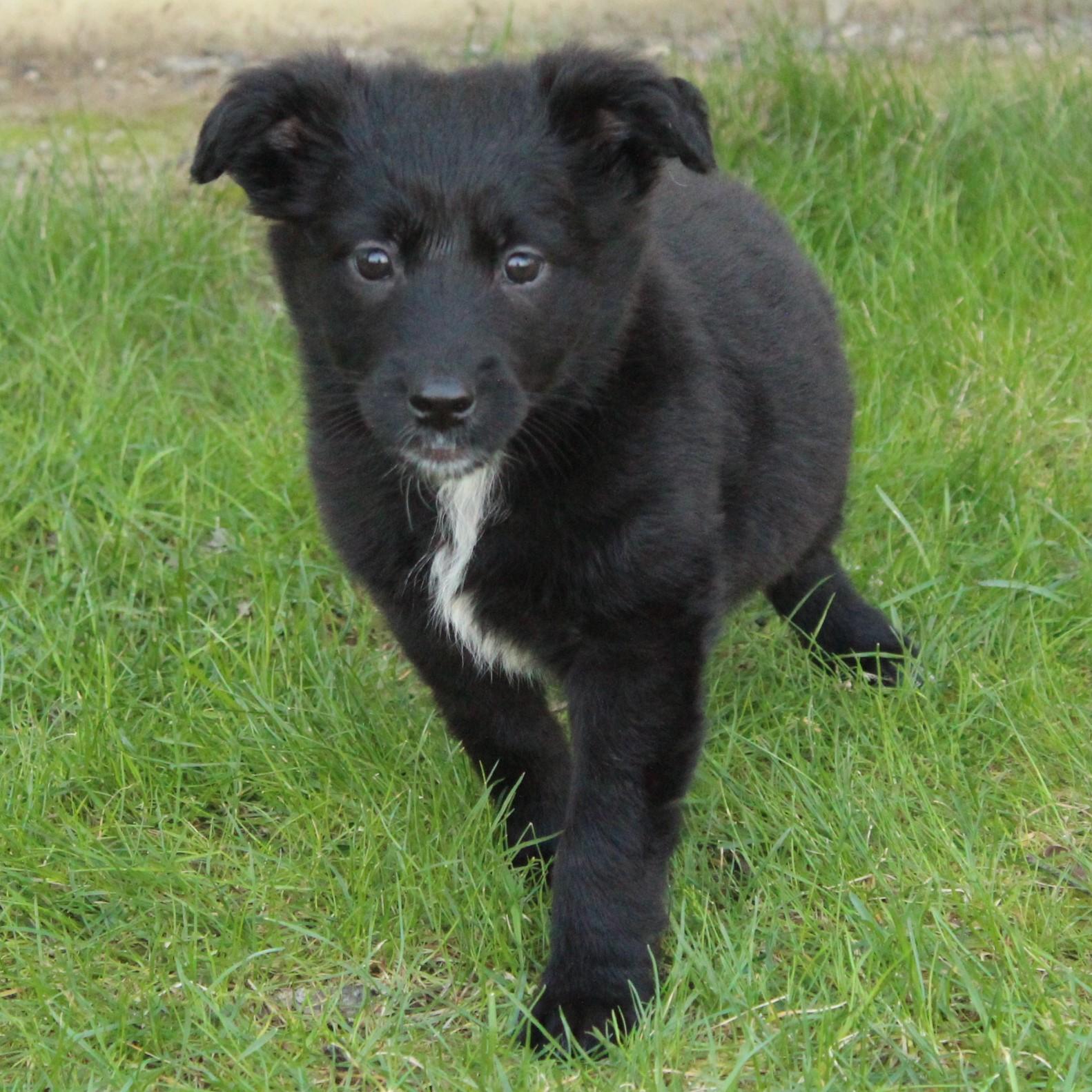 Enlarge Whisper, an adopted mixed breed in Eaton, OH image 5/5