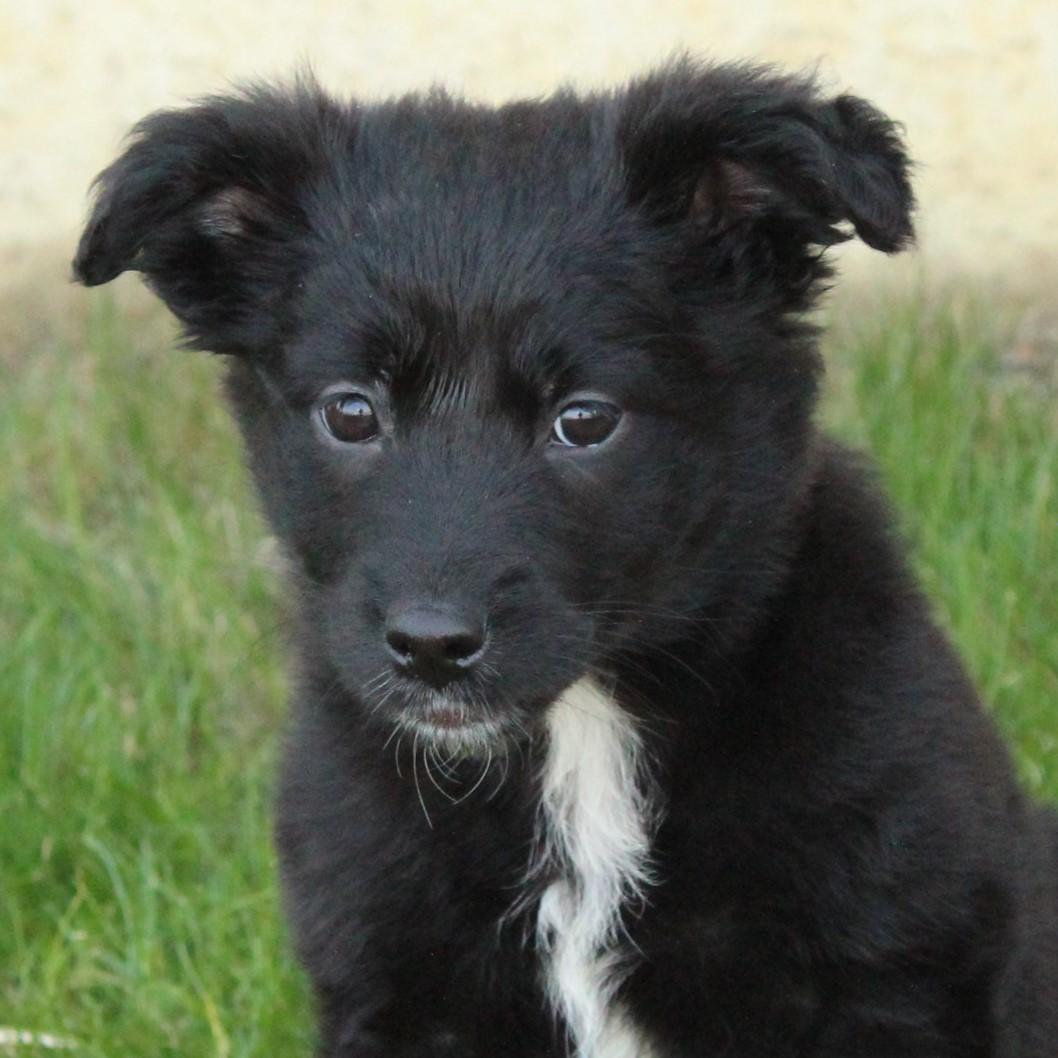 Enlarge Whisper, an adopted mixed breed in Eaton, OH image 1/5