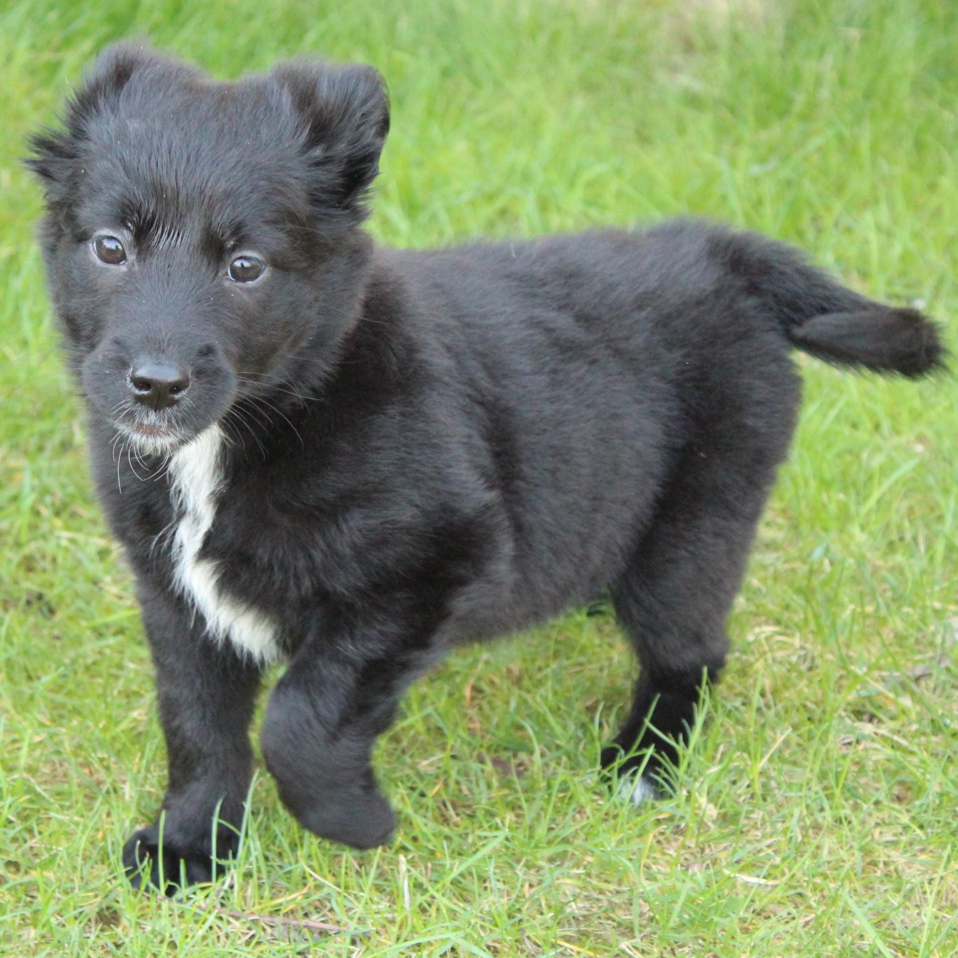 Enlarge Whisper, an adopted mixed breed in Eaton, OH image 4/5