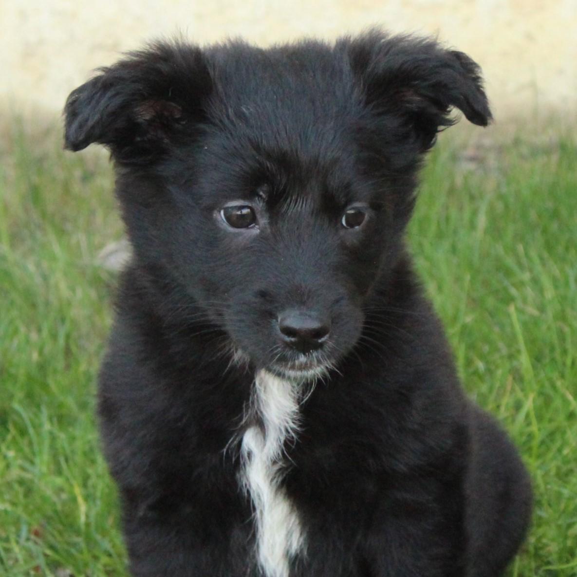 Enlarge Whisper, an adopted mixed breed in Eaton, OH image 3/5