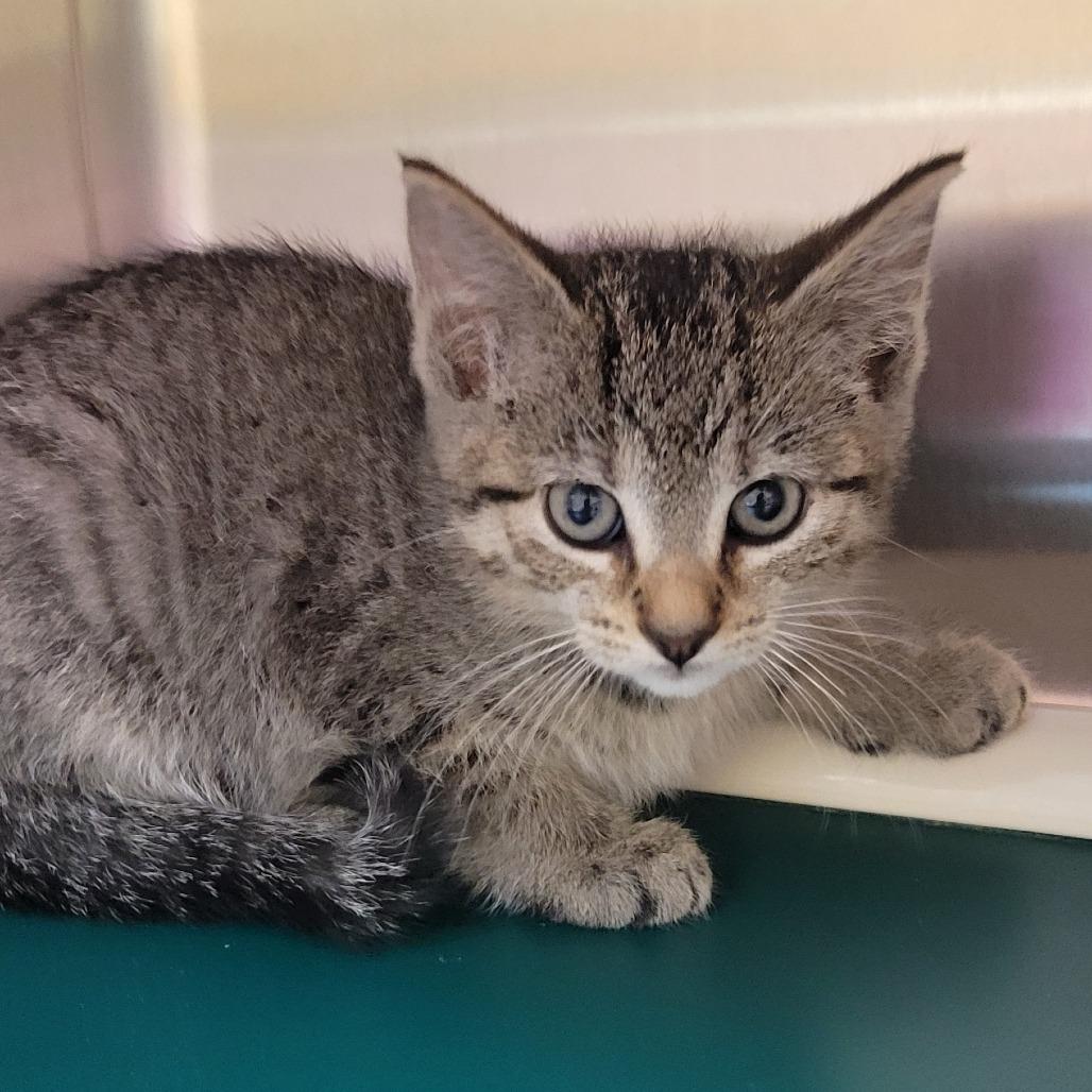 Cayenne (hot), Adoptable, Kitten Female Domestic Short Hair.