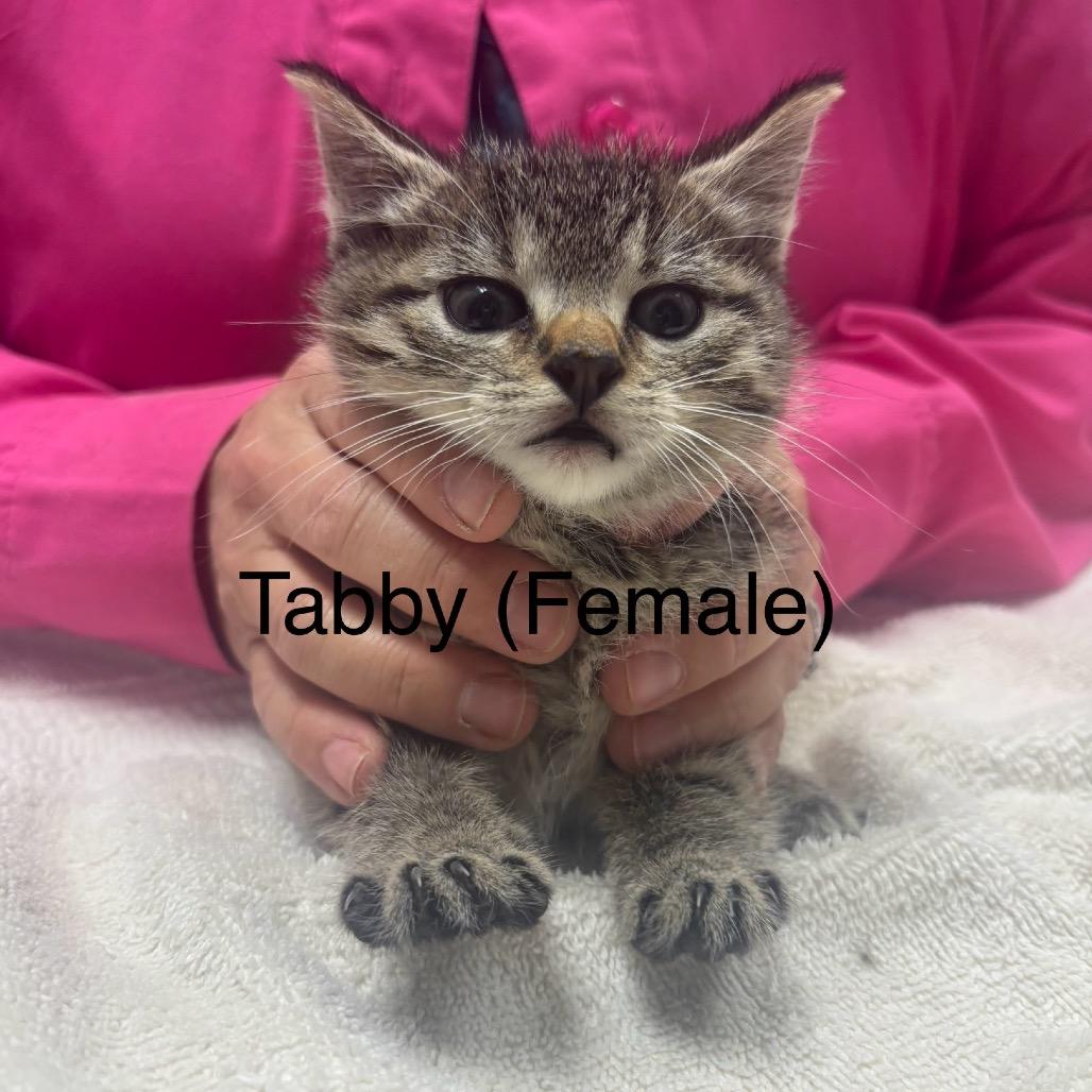 Cayenne (hot), a Adoptable Domestic Short Hair in Milan, IL image 2/2
