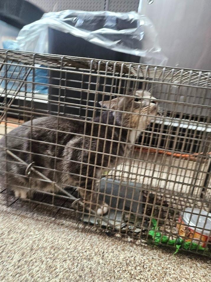 Raccoon, Adoptable, Young Male Domestic Short Hair.