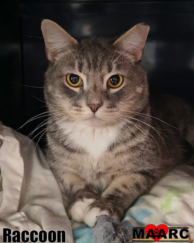 Enlarge Raccoon, a Adoptable mixed breed in Maryville, TN image 1/1