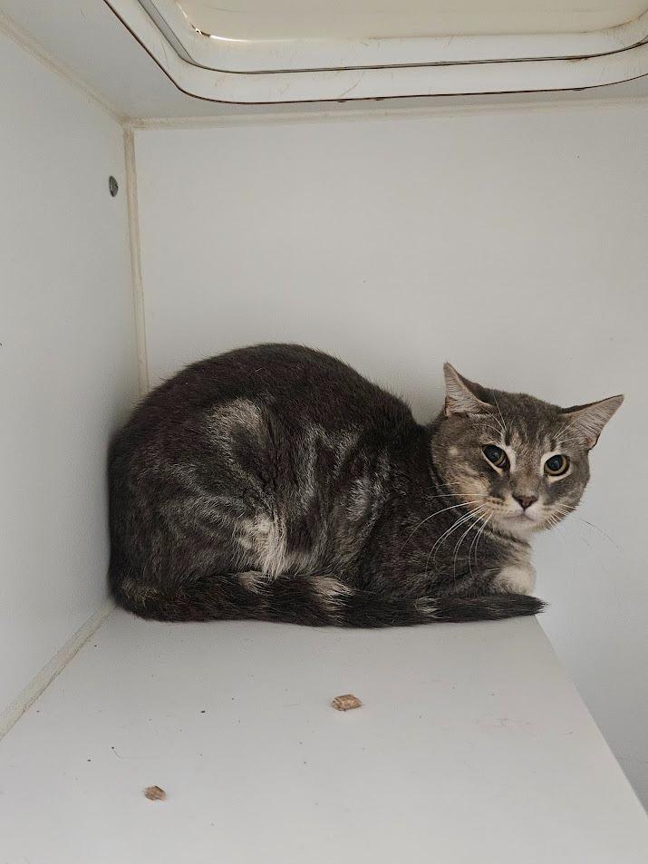 Enlarge Raccoon, a Adoptable mixed breed in Maryville, TN image 2/5