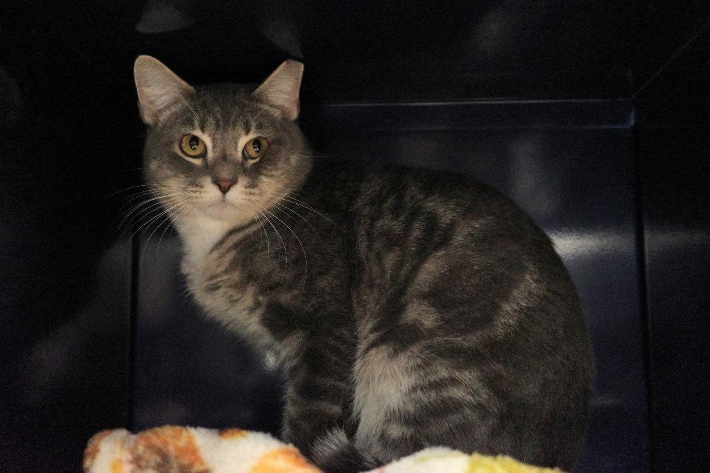 Enlarge Raccoon, a Adoptable mixed breed in Maryville, TN image 3/5