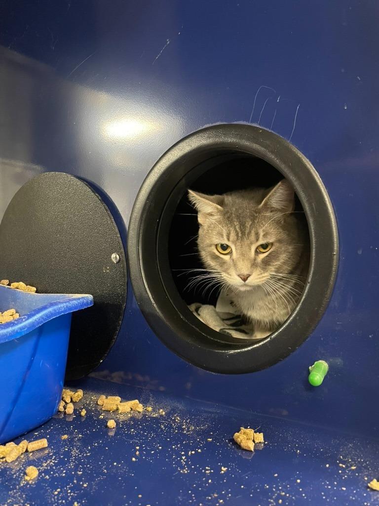 Enlarge Raccoon, a Adoptable mixed breed in Maryville, TN image 4/5