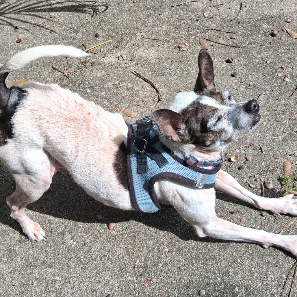 Lilly, a Adoptable Chihuahua in Gulfport, MS image 1/4