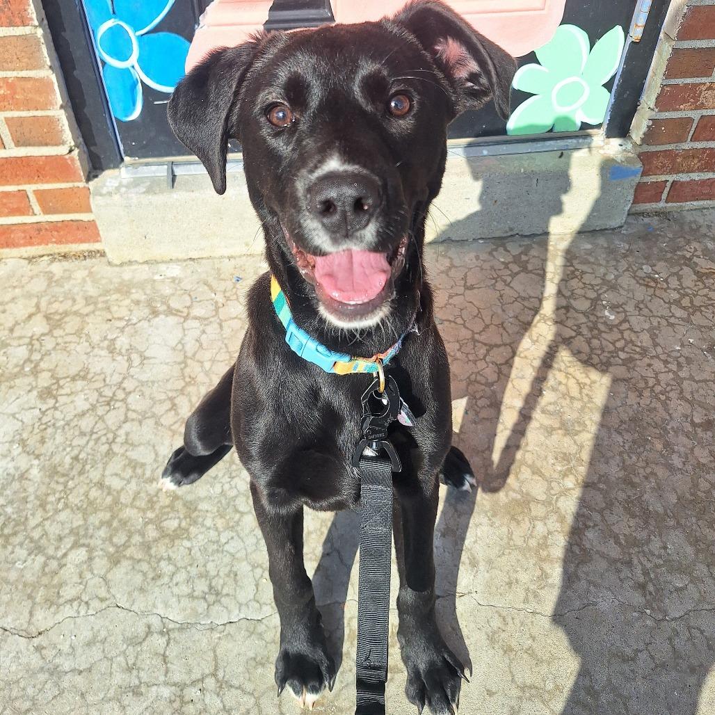 Lucy, ADOPTABLE, Young Female Mixed Breed.