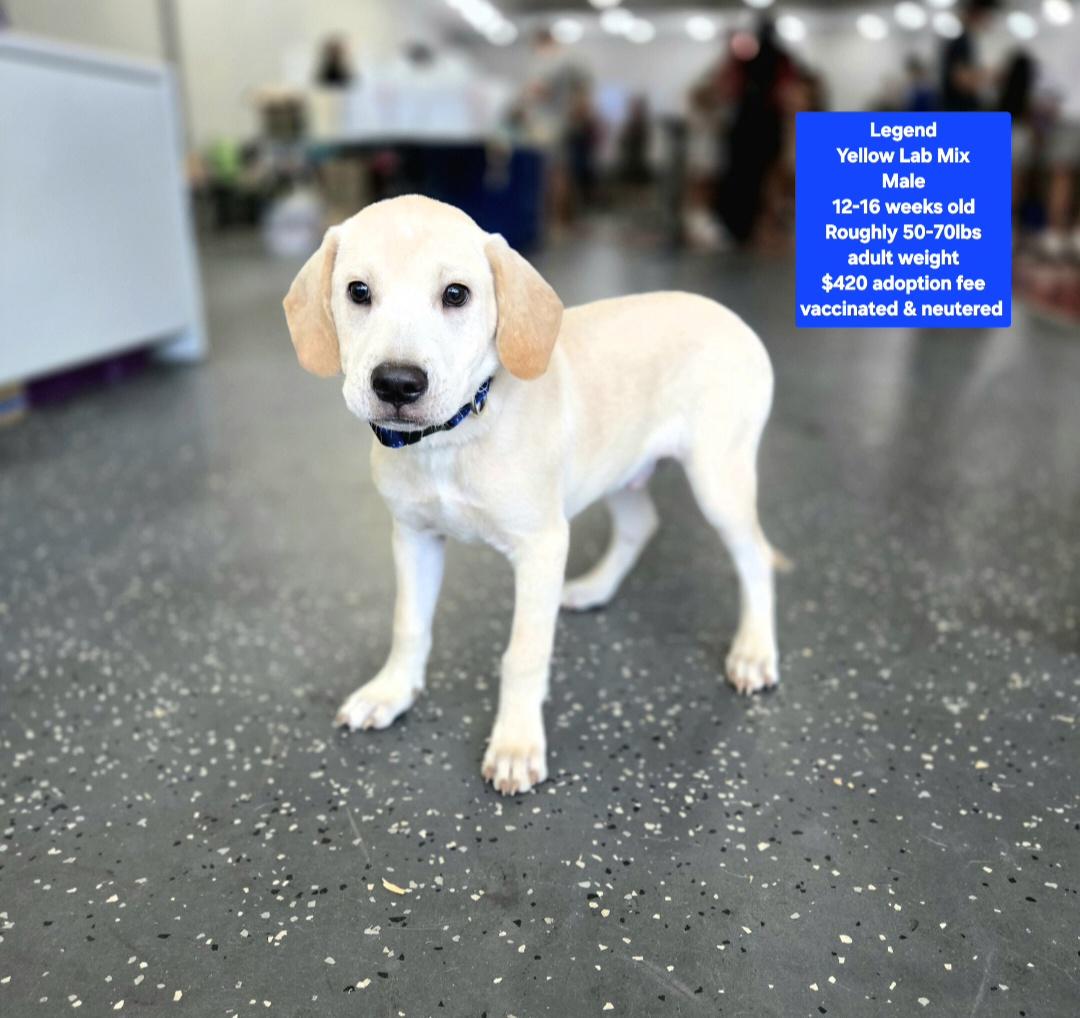 Legend, adopted, Puppy Male Yellow Labrador Retriever.