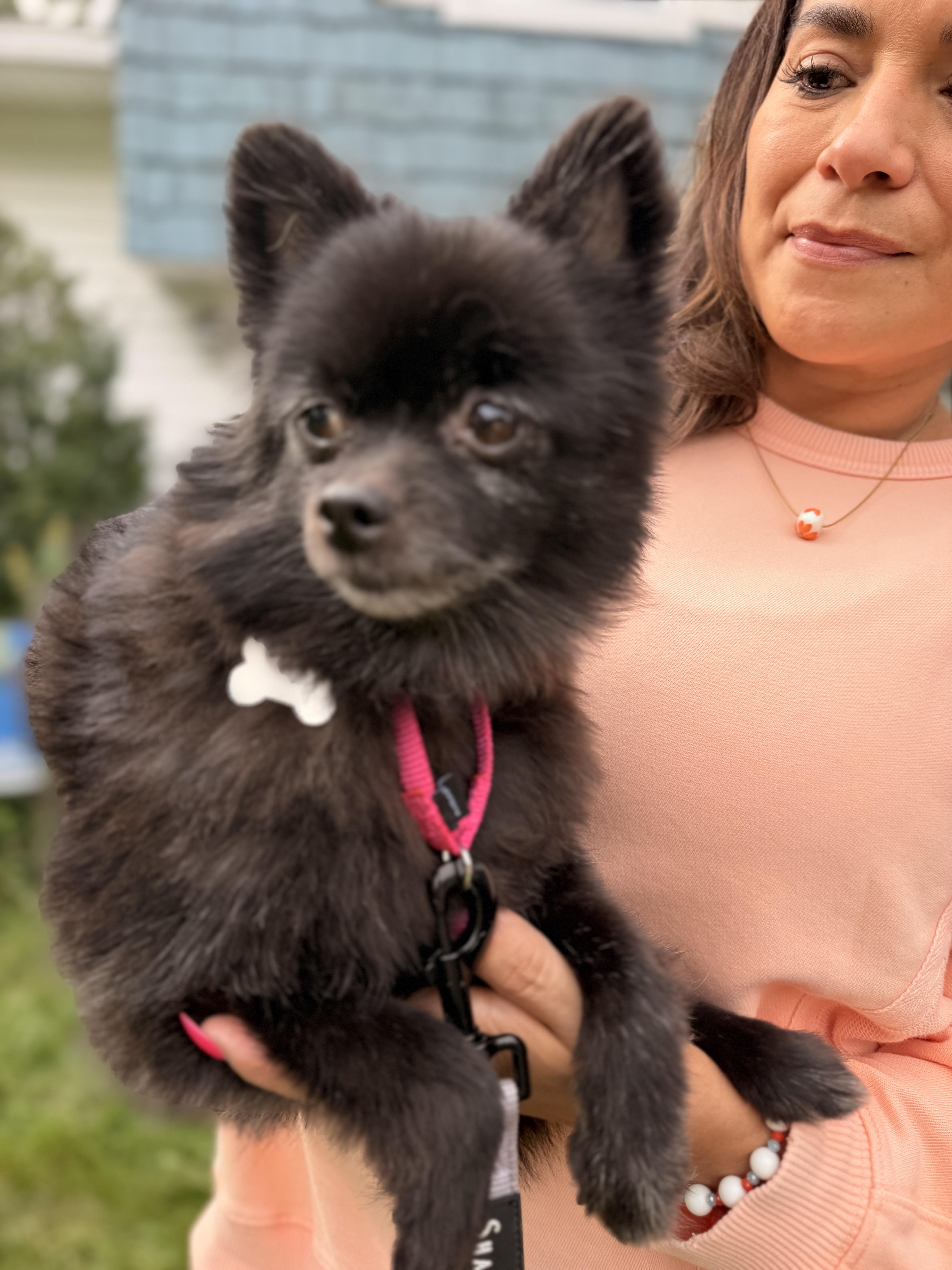Terra, Adoptable, Adult Female Pomeranian.