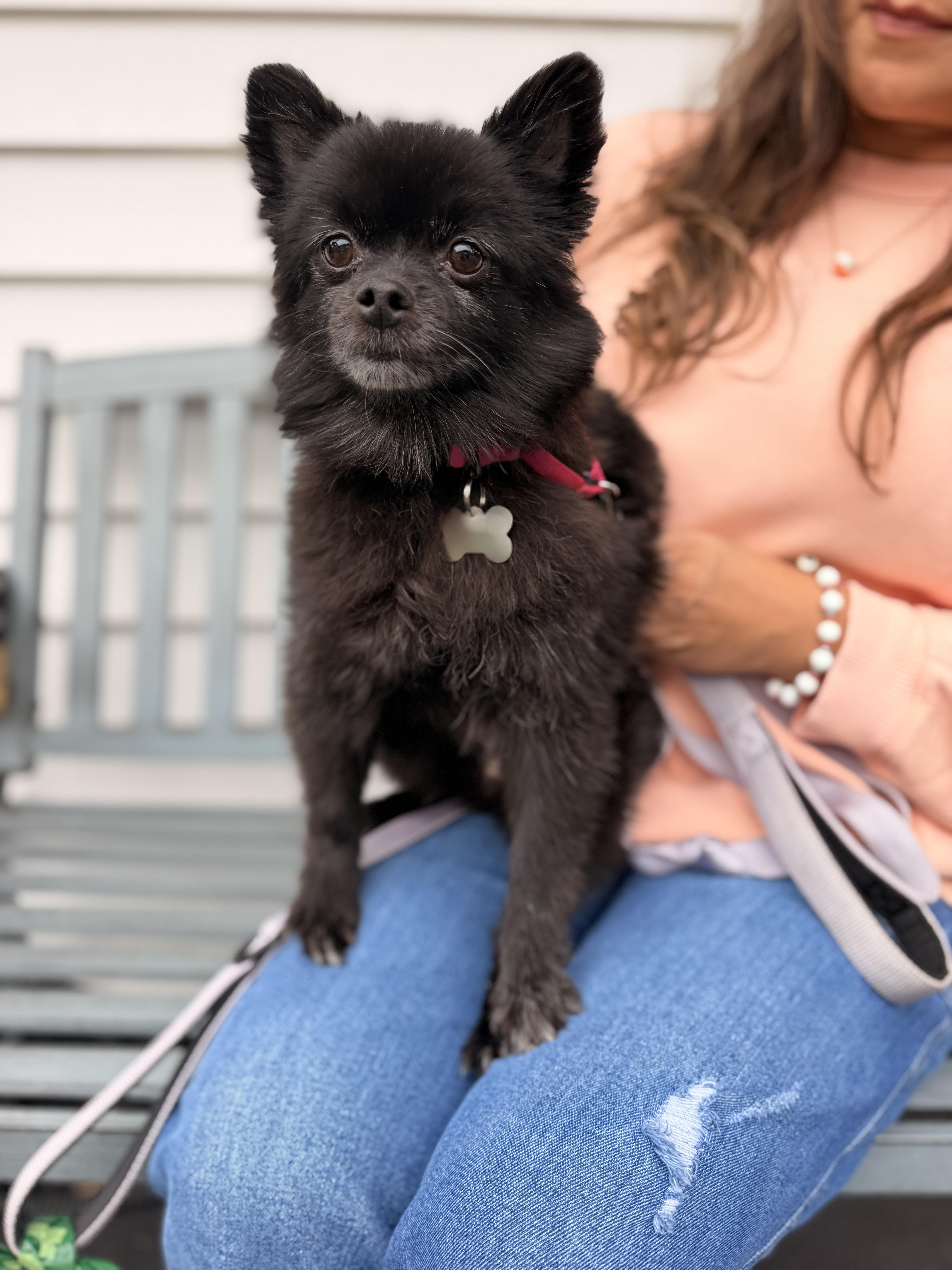 Enlarge Terra, a Adoptable Pomeranian in Thornwood, NY image 5/5
