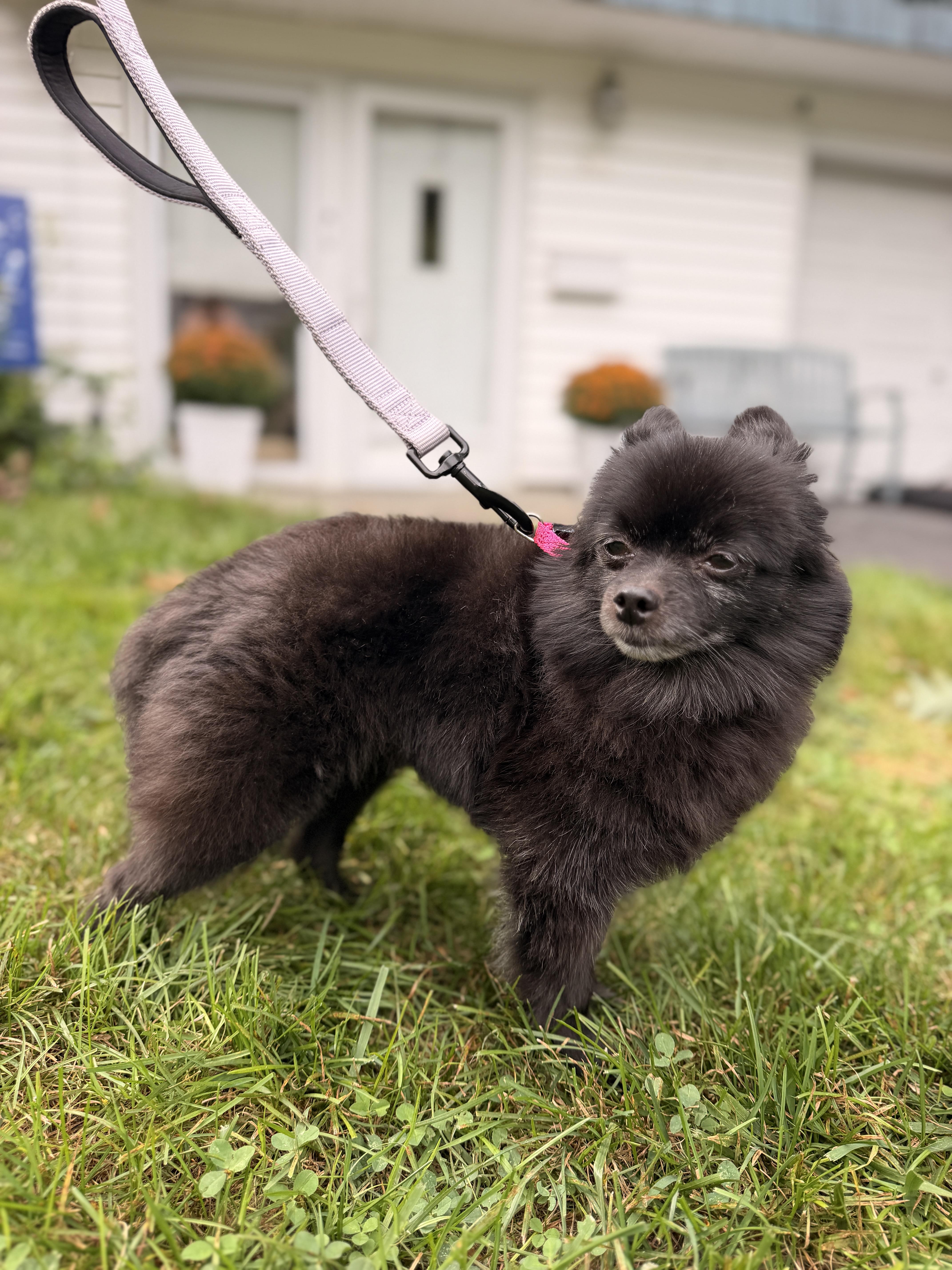 Enlarge Terra, a Adoptable Pomeranian in Thornwood, NY image 3/5