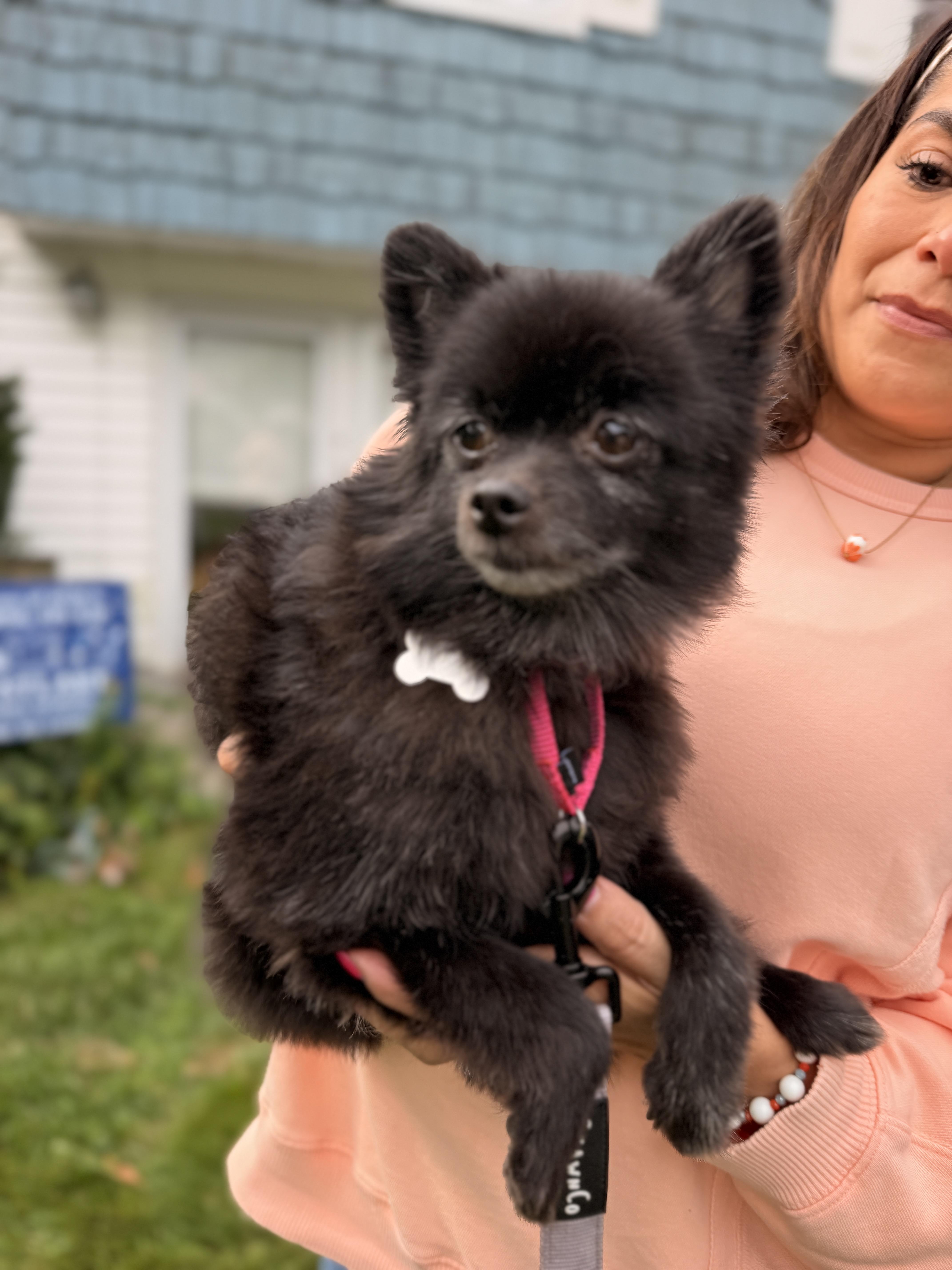 Enlarge Terra, a Adoptable Pomeranian in Thornwood, NY image 2/5