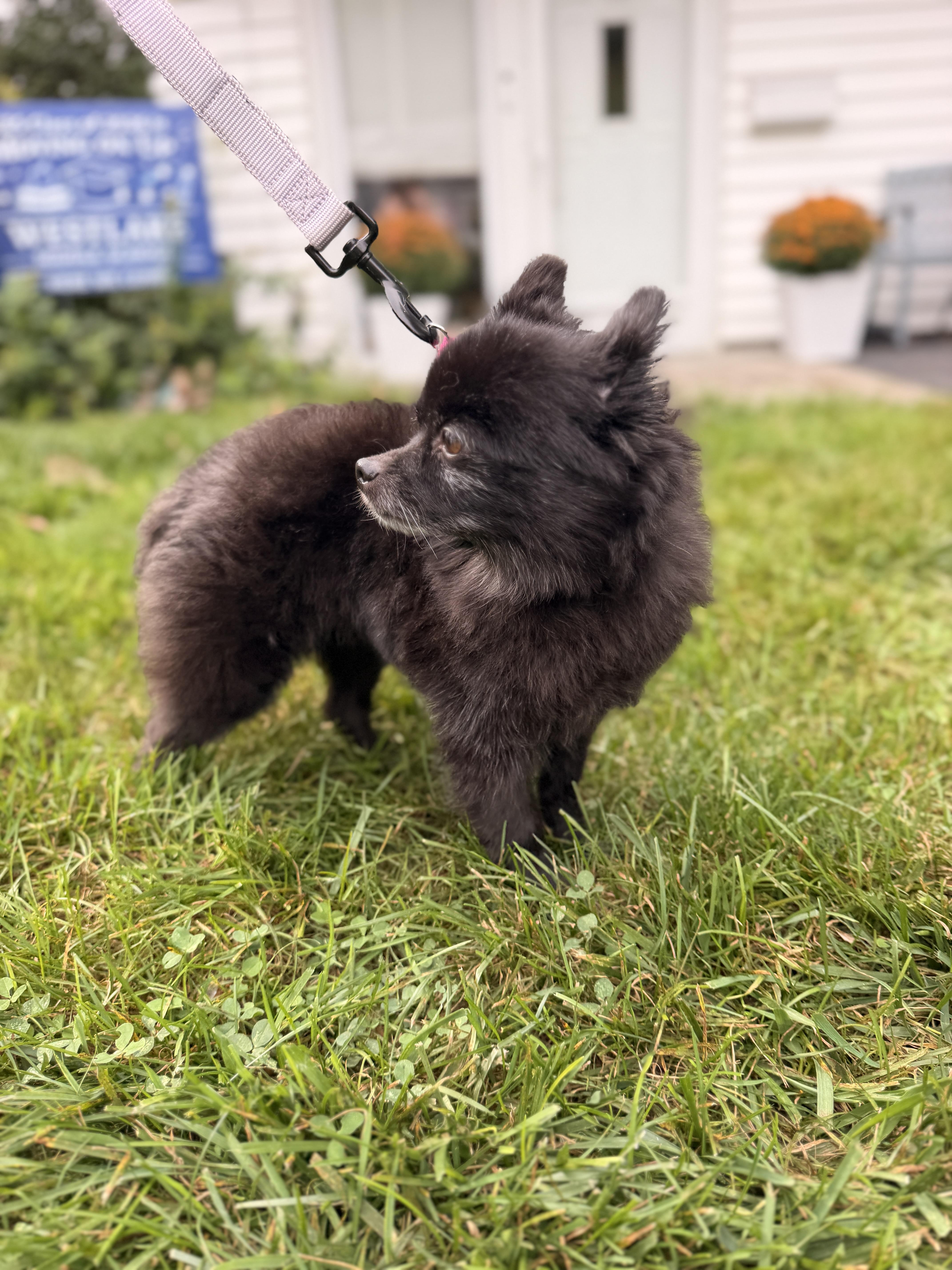 Enlarge Terra, a Adoptable Pomeranian in Thornwood, NY image 4/5
