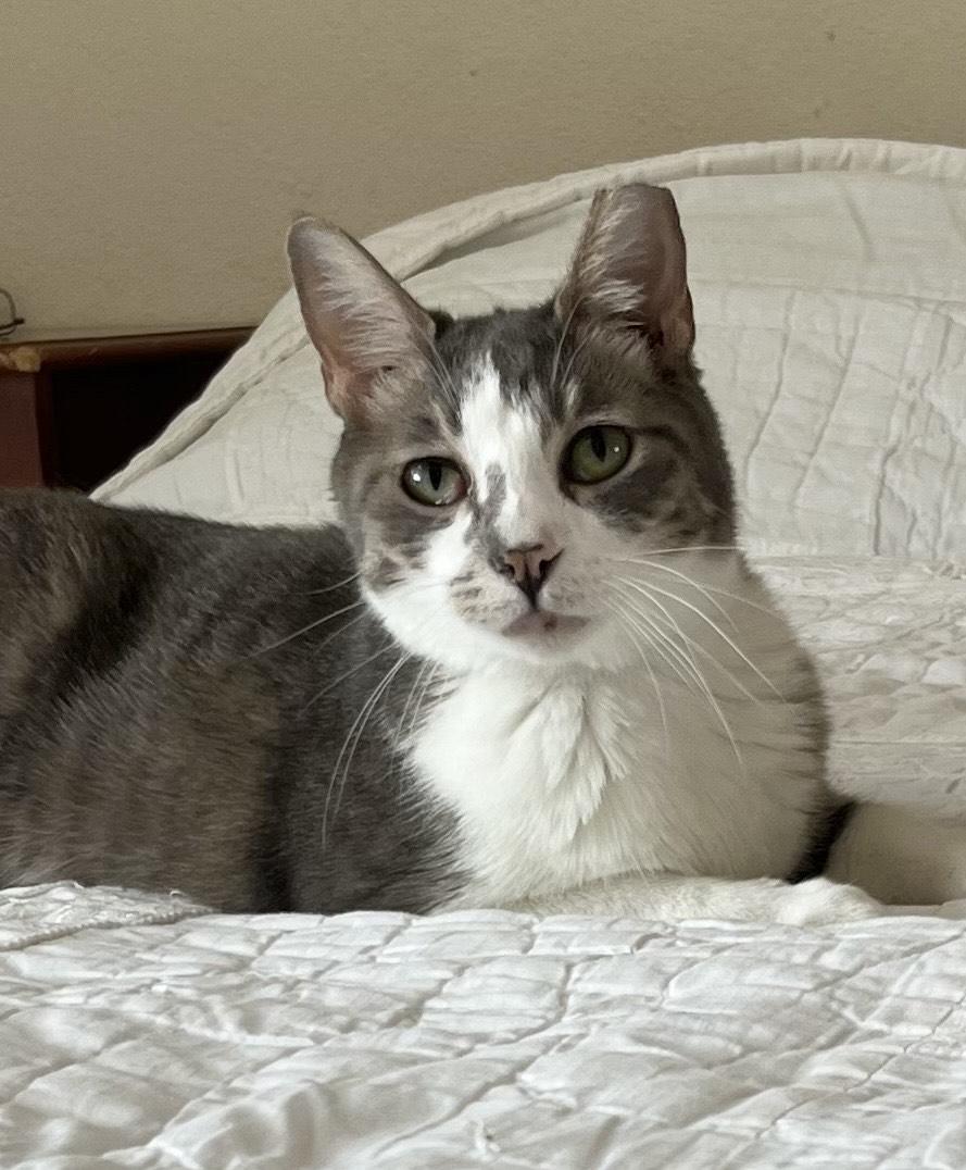 Larita, an adoptable Domestic Short Hair in Albuquerque, NM, 87190 | Photo Image 1