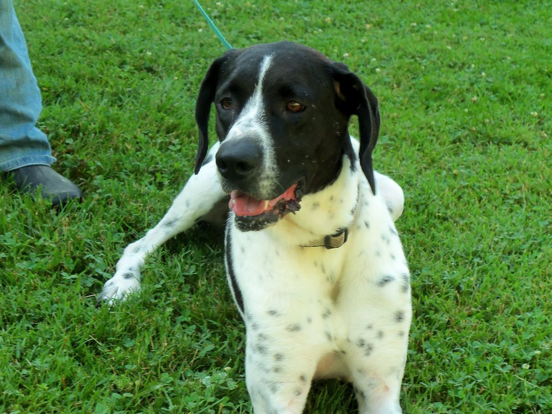 Oliver, Adoptable, Young Male Coonhound.